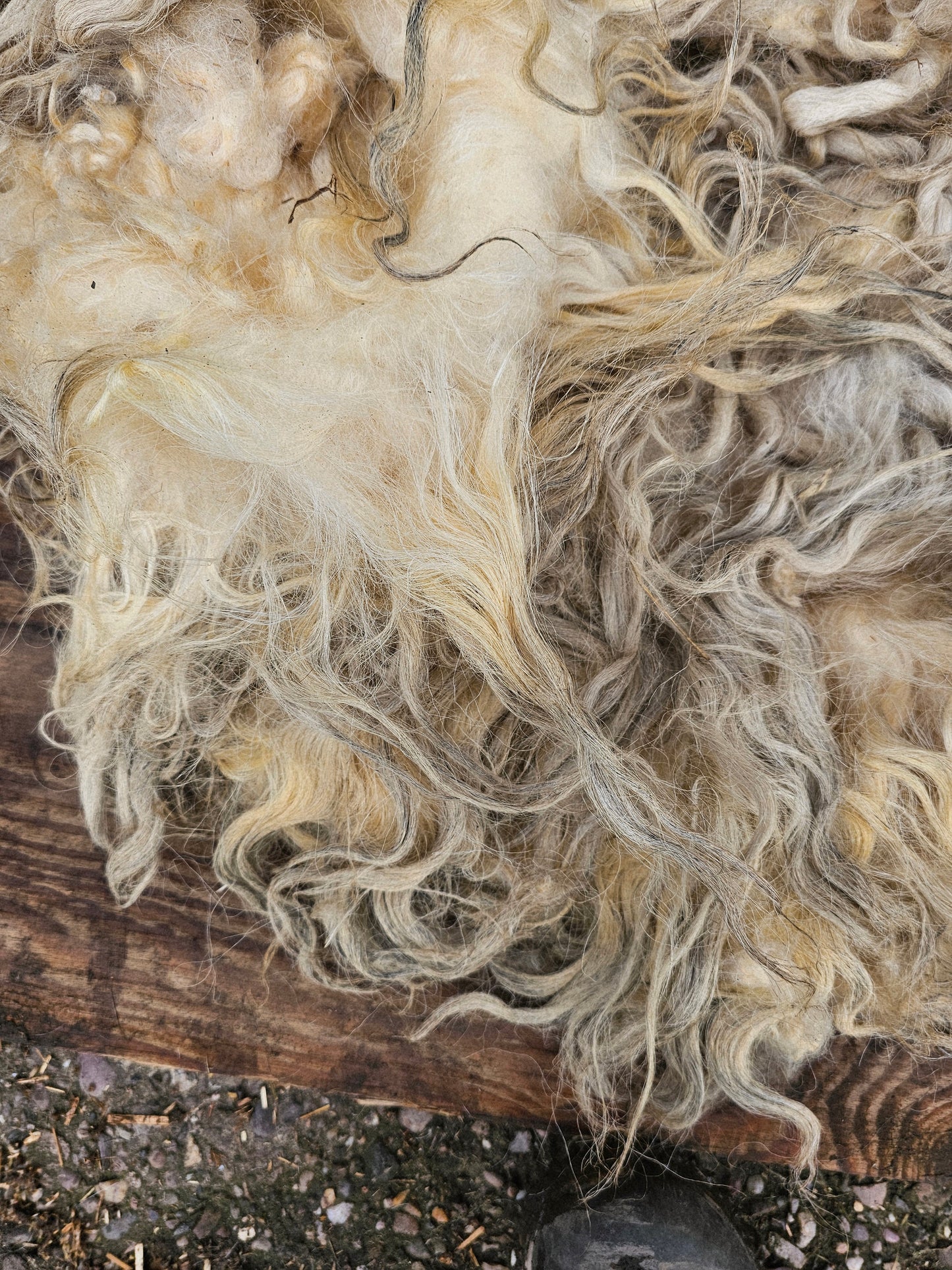 Dartmoor Whole Raw Sheeps wool fleece (Bahbra)