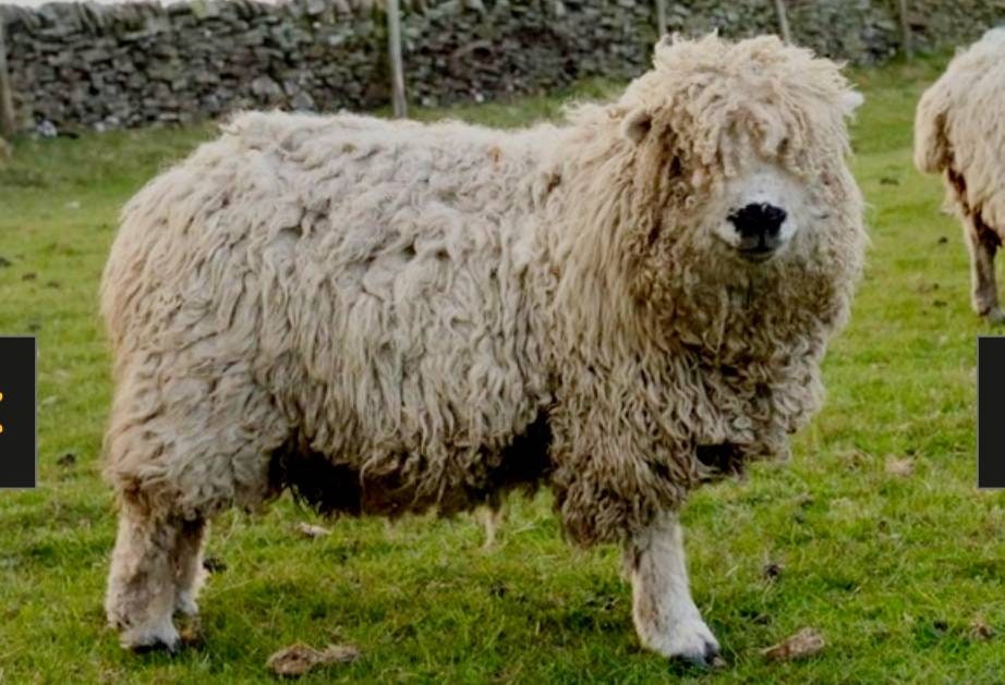 Pedigree rare breed Greyfaced dartmoor fleece wool (washed)