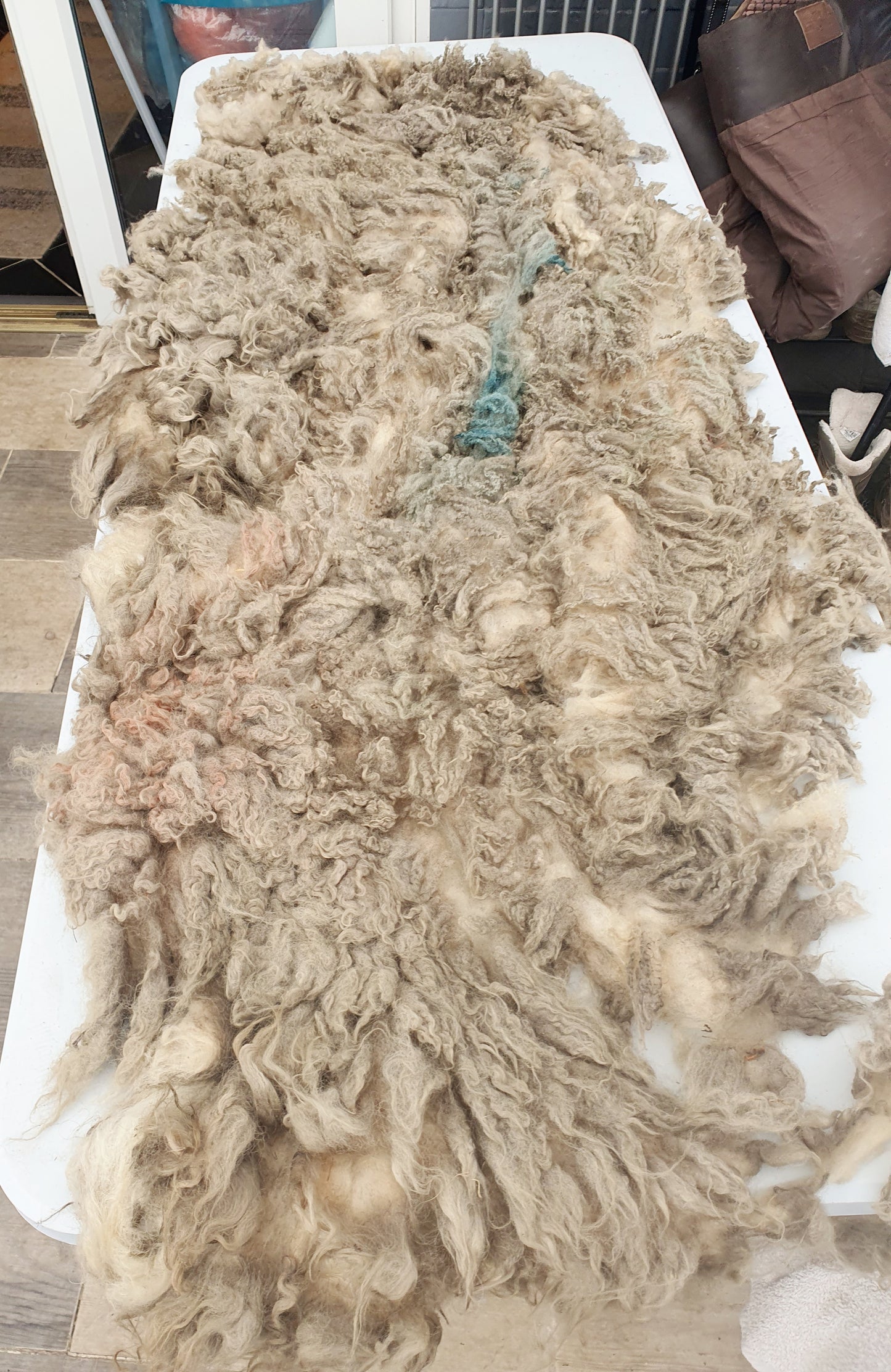 Lleyn- Whole Raw sheep fleece for crafts.