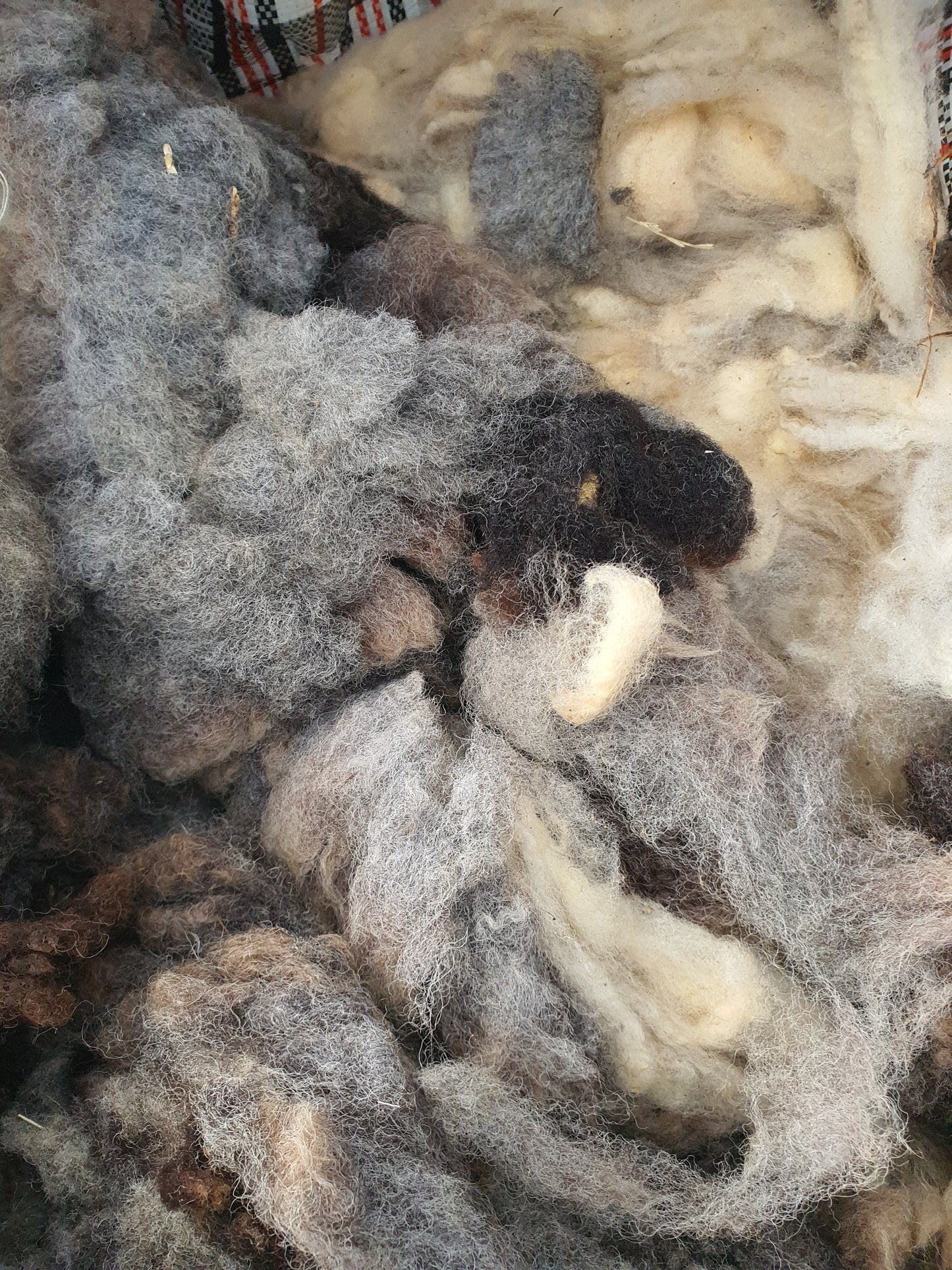 Peg loom value wool pack. Sample multiple different sheep fleeces in one order.