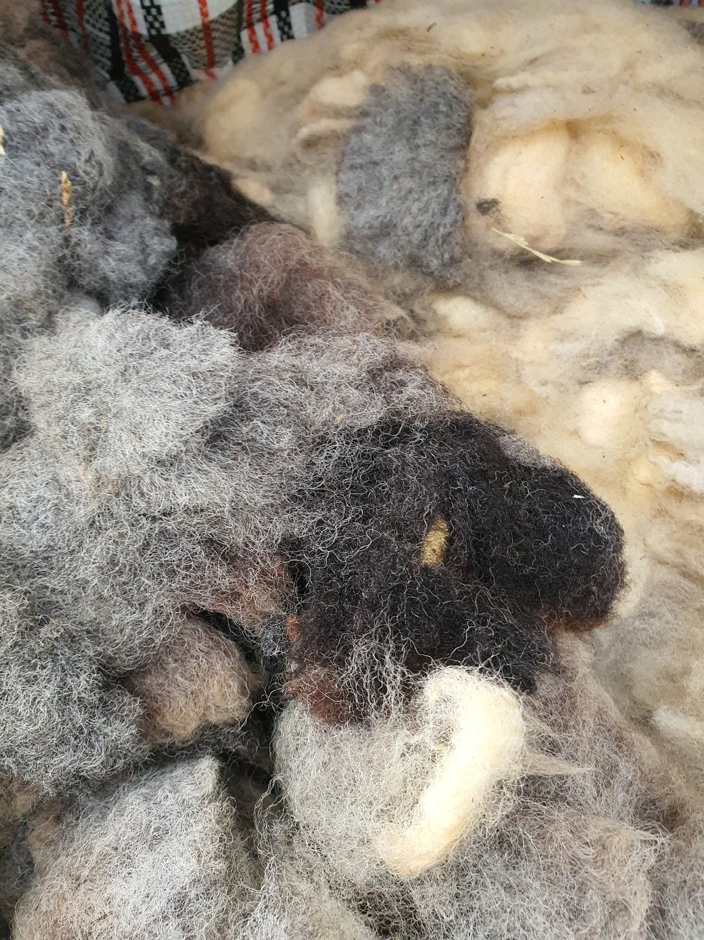 Peg loom value wool pack. Sample multiple different sheep fleeces in one order.