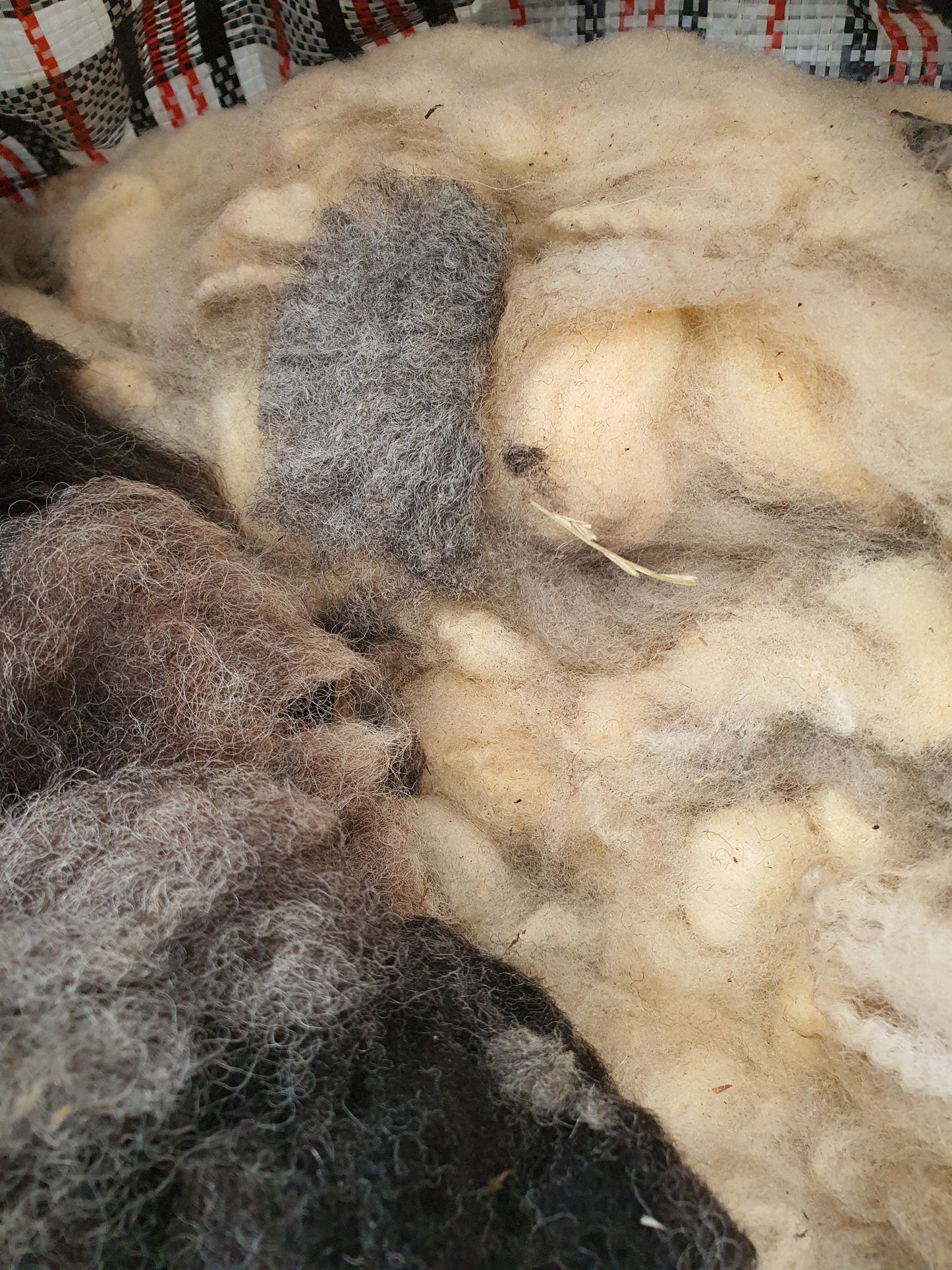 Peg loom value wool pack. Sample multiple different sheep fleeces in one order.