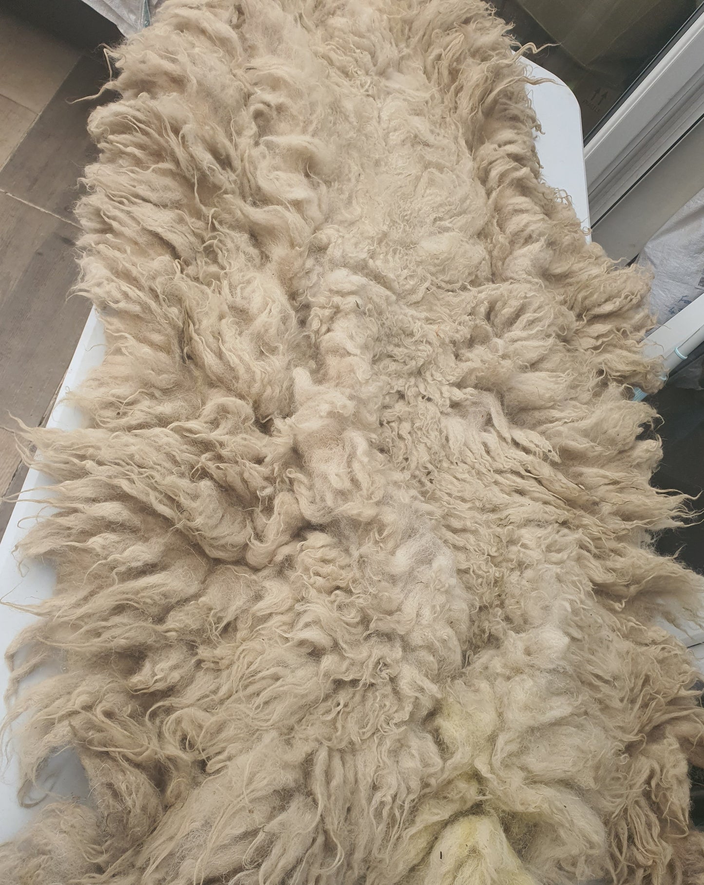 Mule- Whole Raw sheep fleece for crafts.