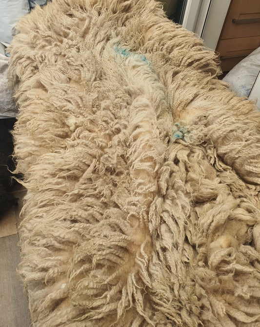 Mule- Whole Raw sheep fleece for crafts.