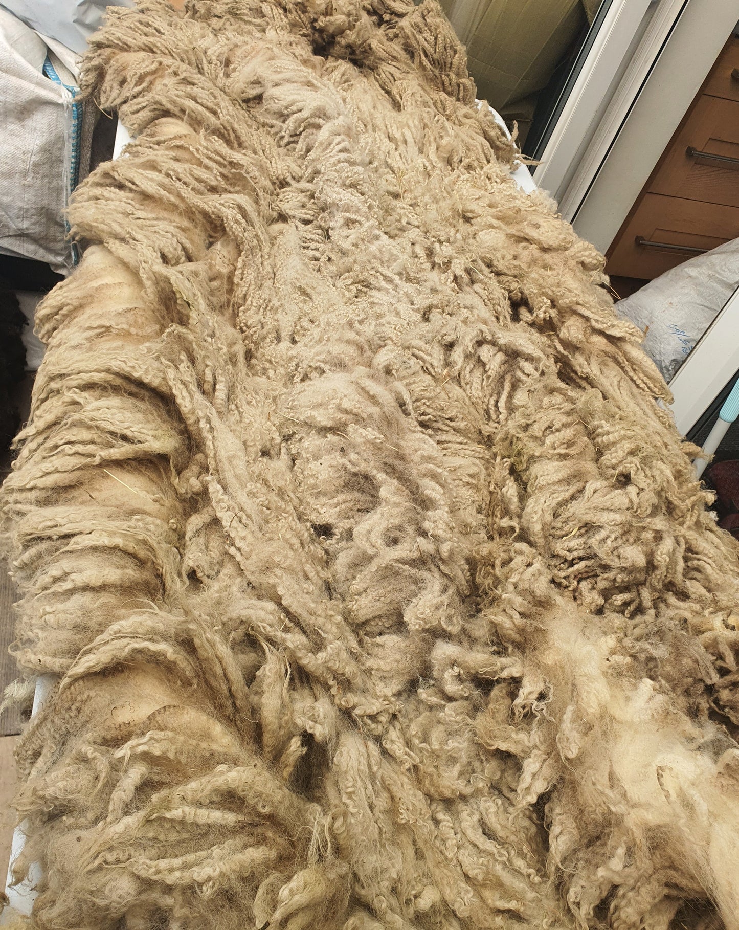 Mule- Whole Raw sheep fleece for crafts.