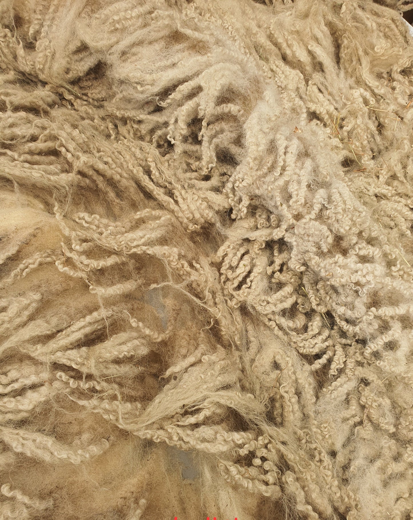 Mule- Whole Raw sheep fleece for crafts.