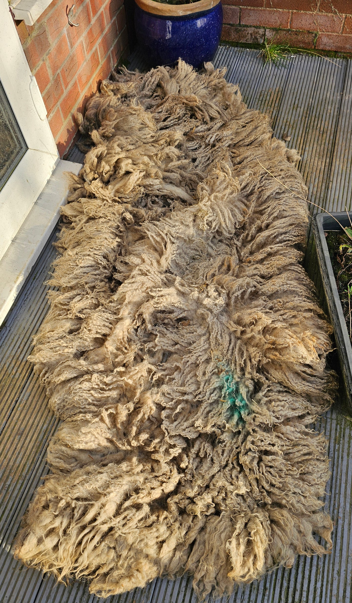 Mule- Whole Raw sheep fleece for crafts.