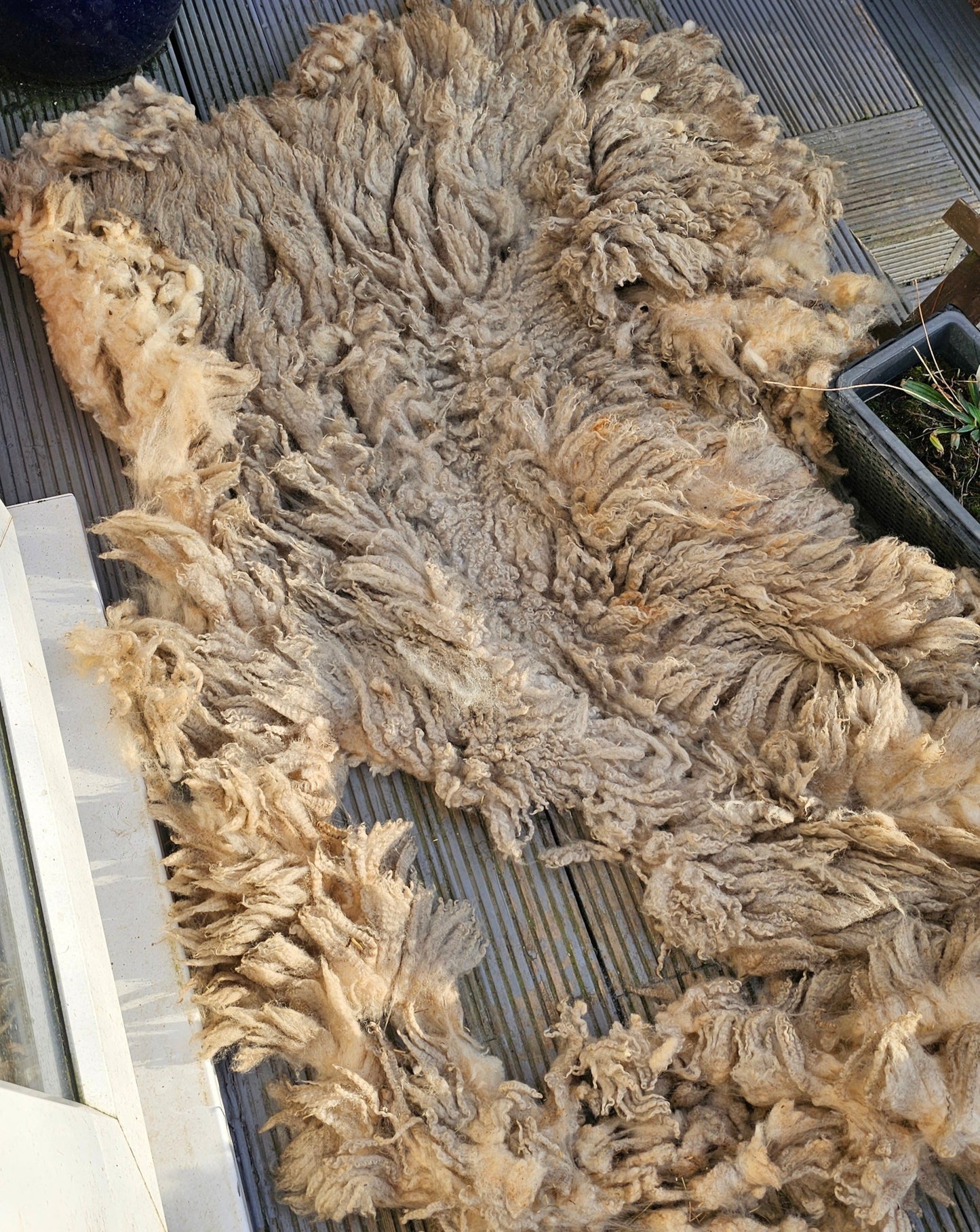 Lleyn- Whole Raw sheep fleece for crafts.