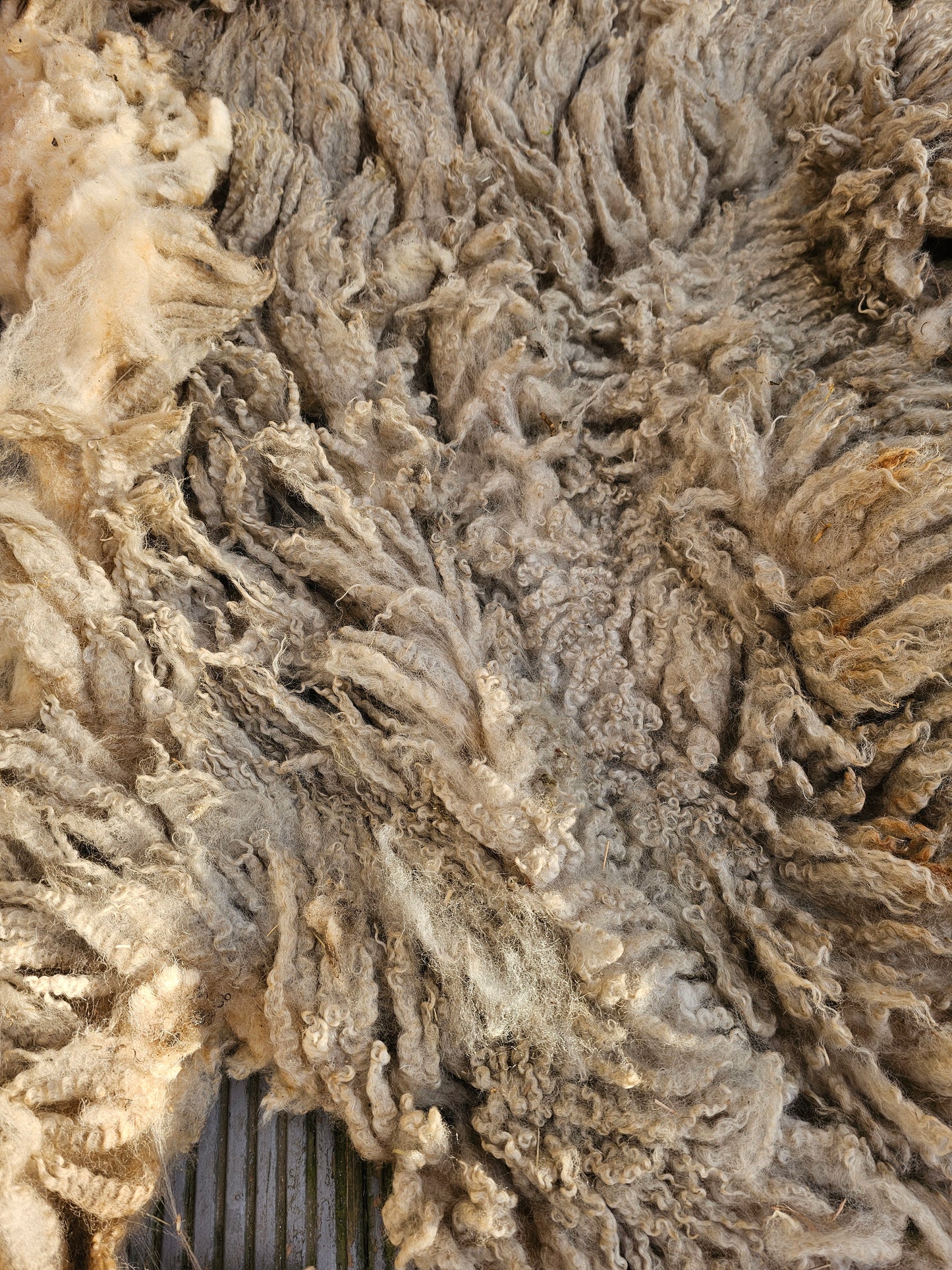 Lleyn- Whole Raw sheep fleece for crafts.