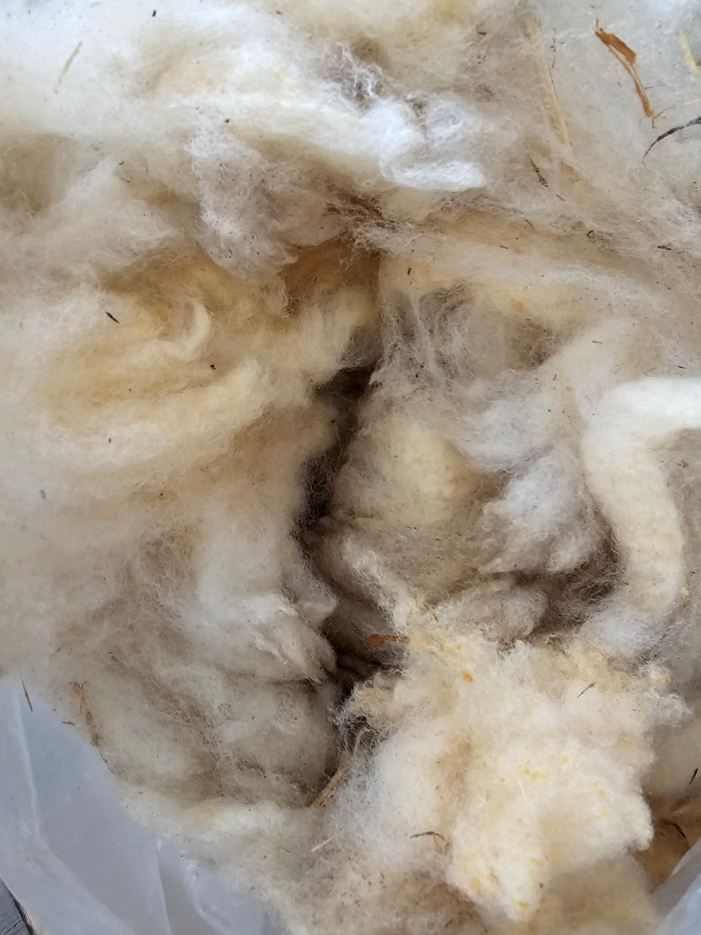 Southdown wool- Whole Raw sheep fleece for crafts.