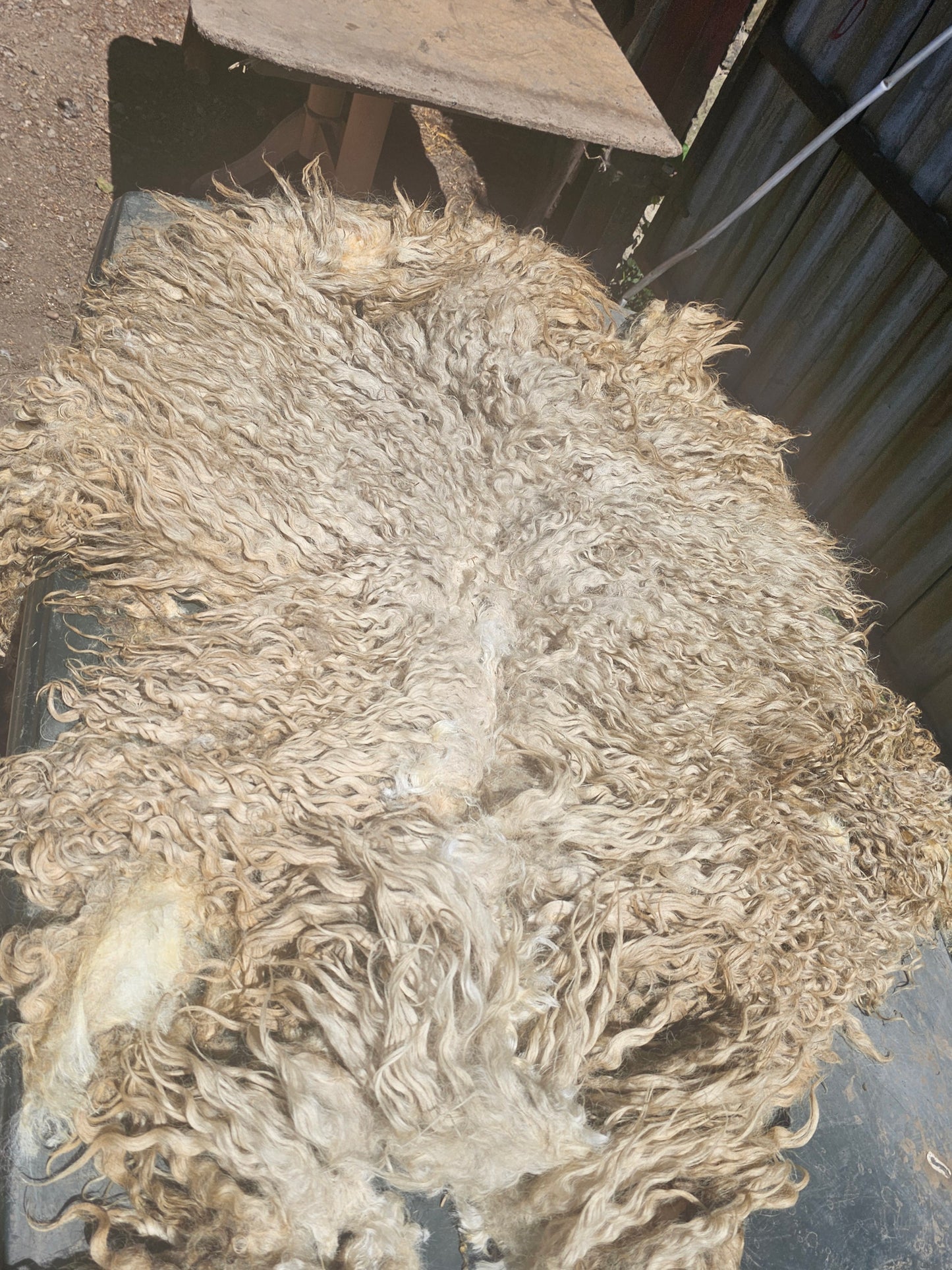 Dartmoor Whole Raw Sheeps wool fleece (Bahbra) 2026 shear