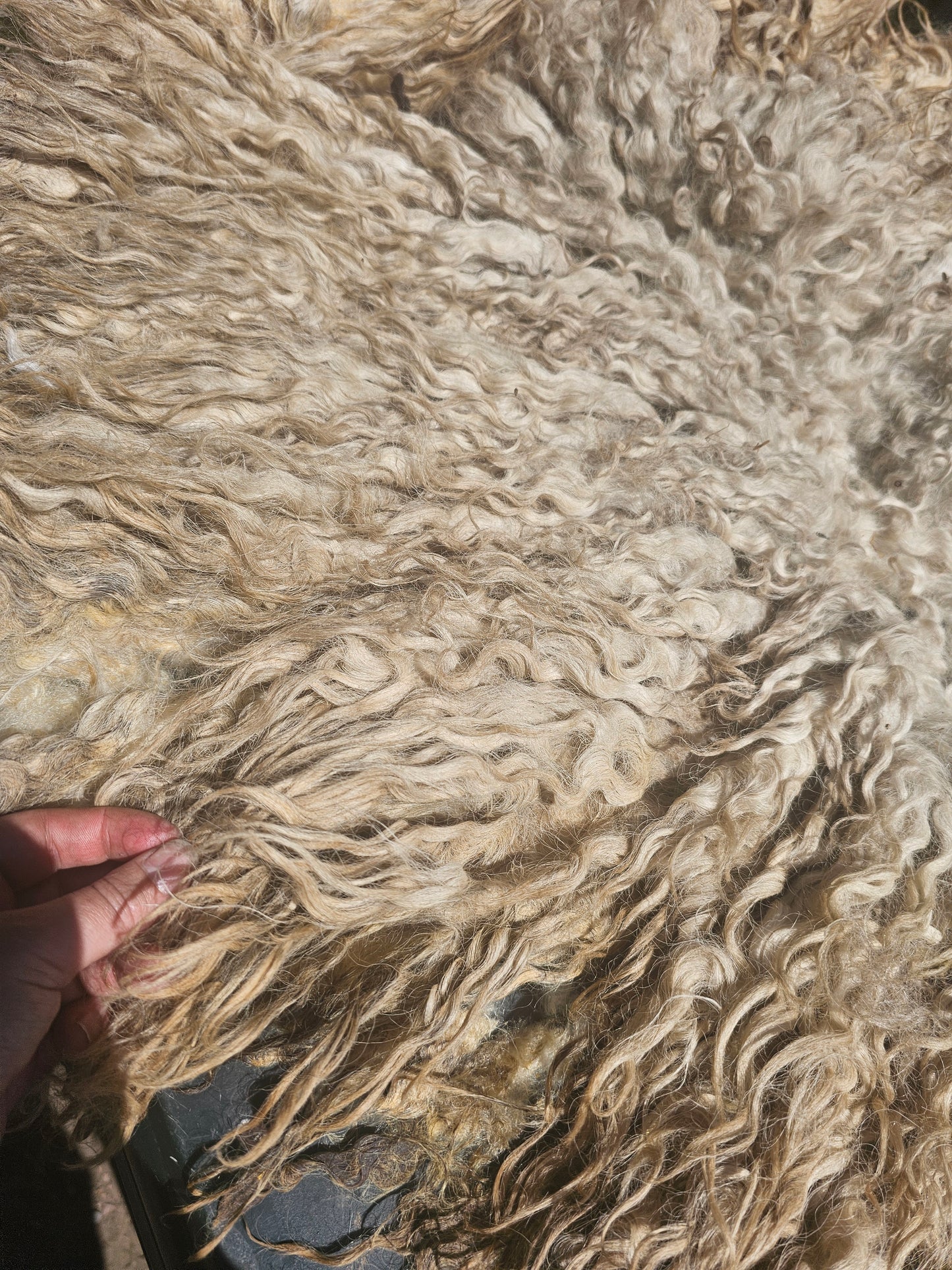 Dartmoor Whole Raw Sheeps wool fleece (Bahbra) 2026 shear