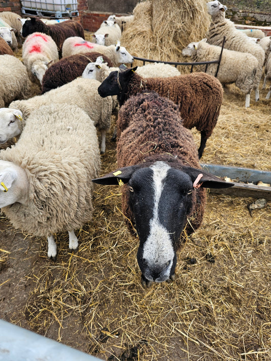 Zwartble x Whole Raw Lambswool fleece