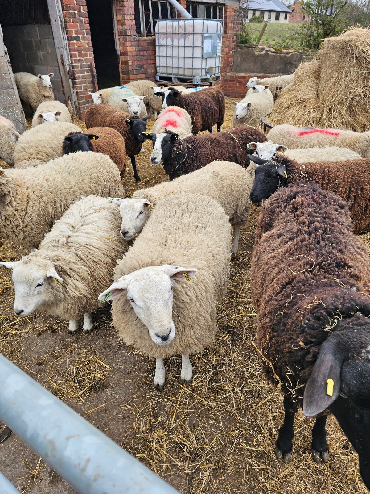 Value wool pack. Sample multiple different sheep fleeces in one order. Perfect for peg looming.