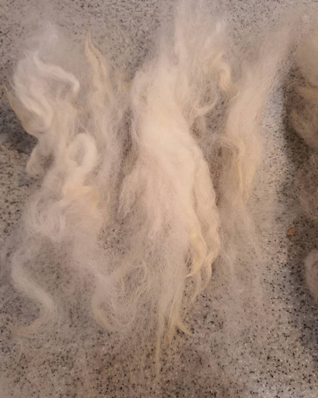 Shetland sheep fleece. White wool (washed)