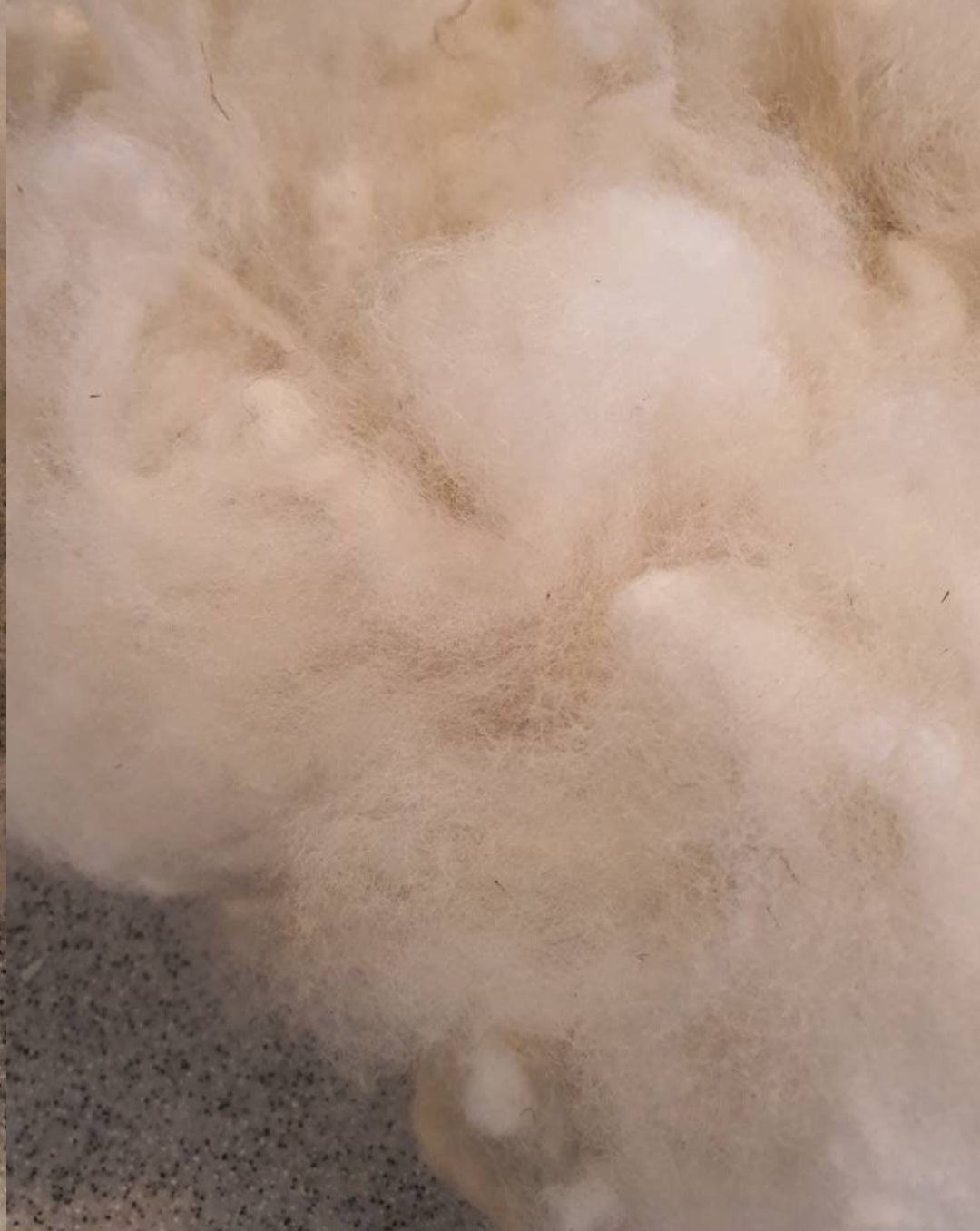 Shetland sheep fleece. White wool (washed)