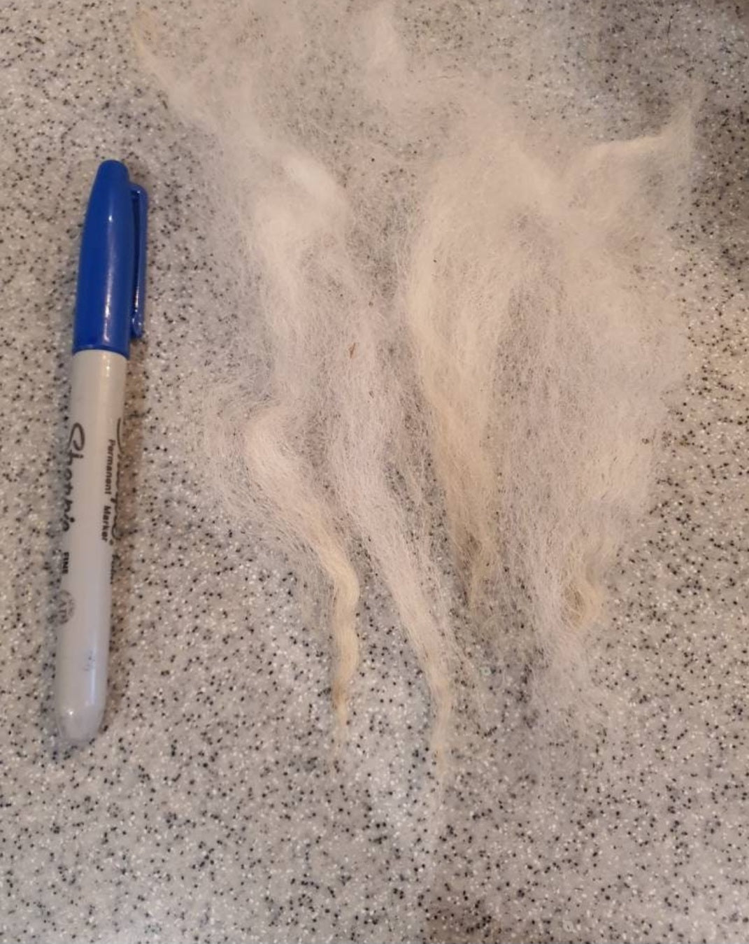 Shetland sheep fleece. White wool (washed)