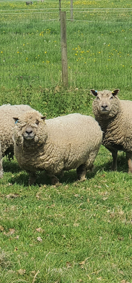 Southdown wool- Whole Raw sheep fleece for crafts.