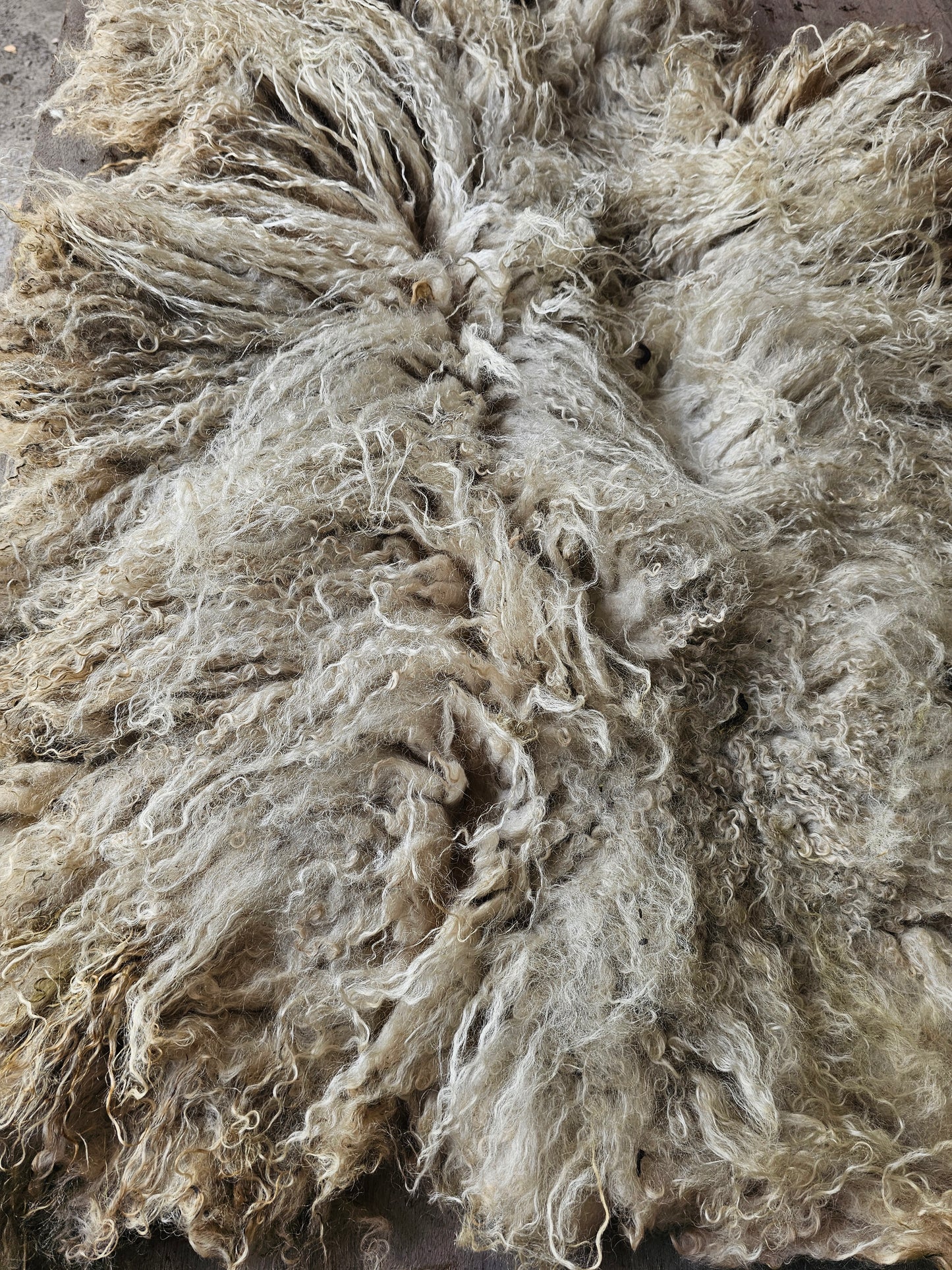 Valais Blacknose whole fleece (cotted) Raw