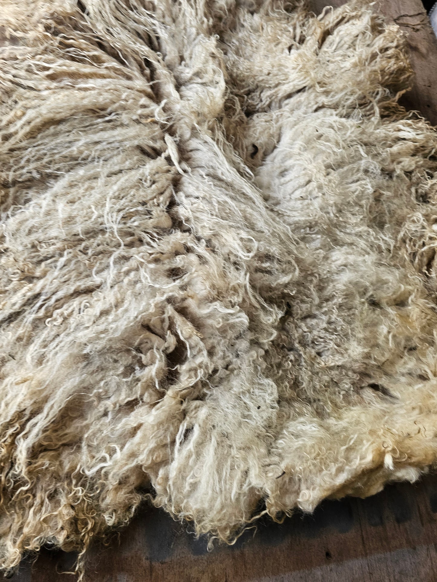 Valais Blacknose whole fleece (cotted) Raw