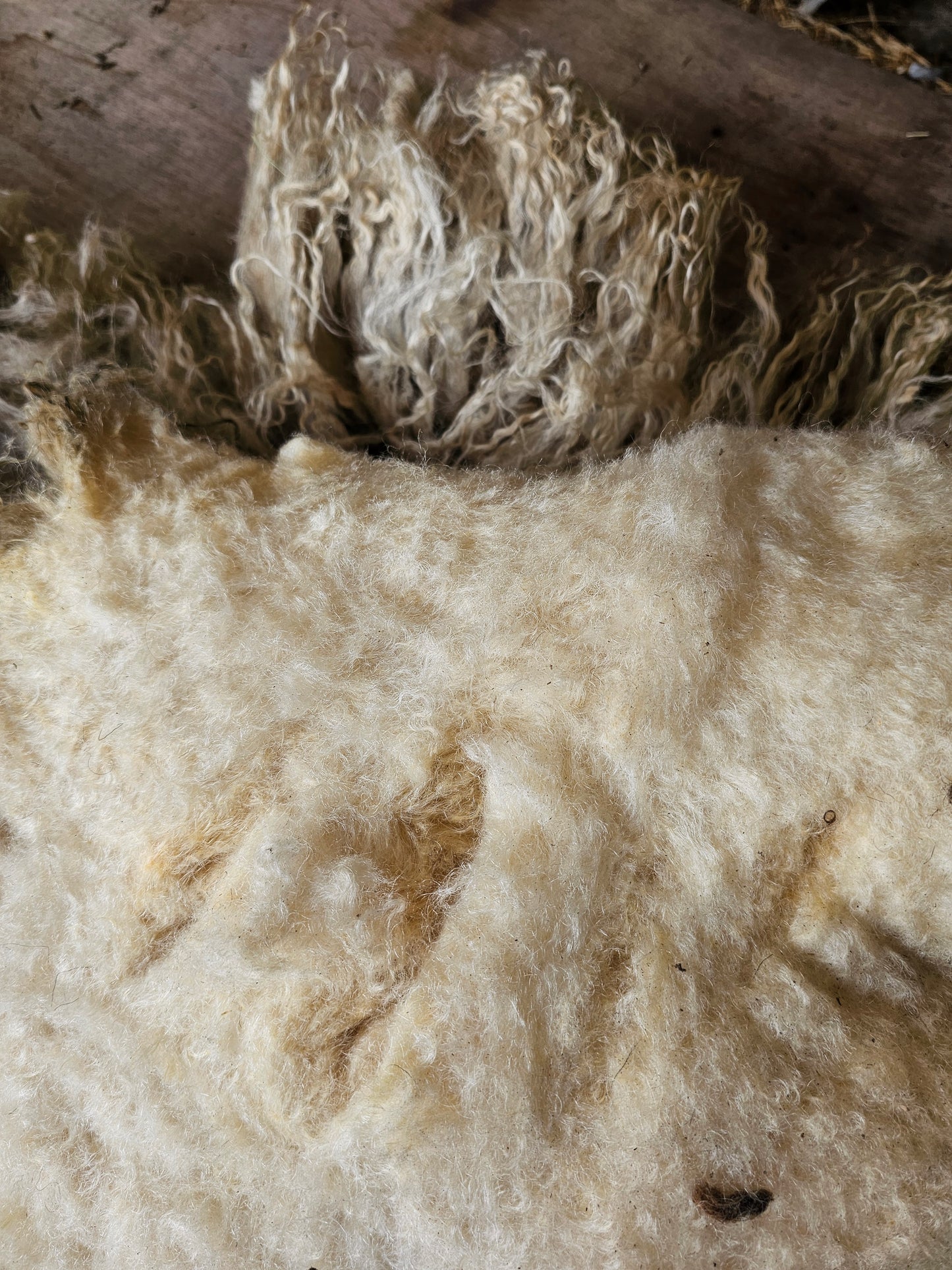 Valais Blacknose whole fleece (cotted) Raw