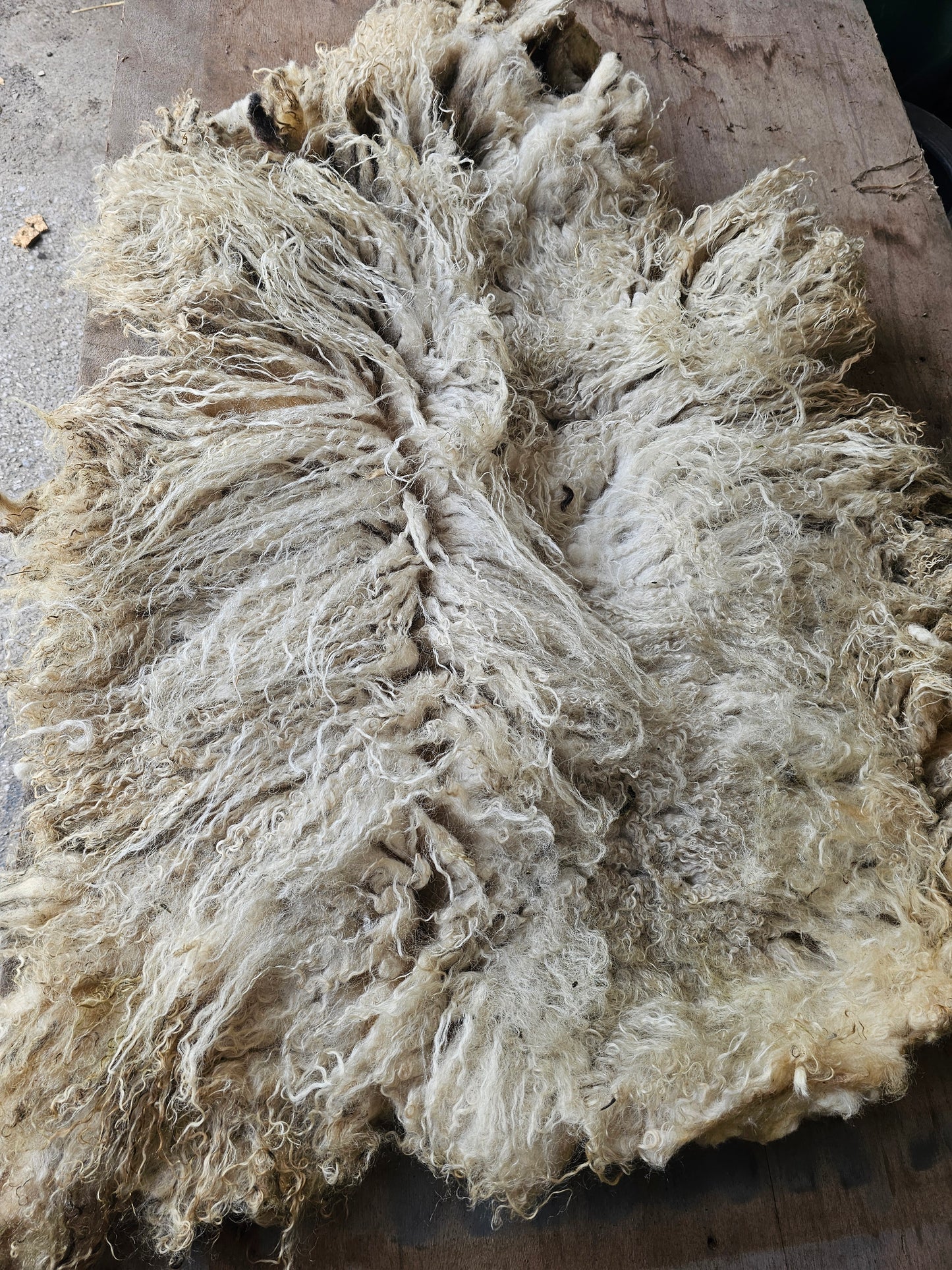 Valais Blacknose whole fleece (cotted) Raw