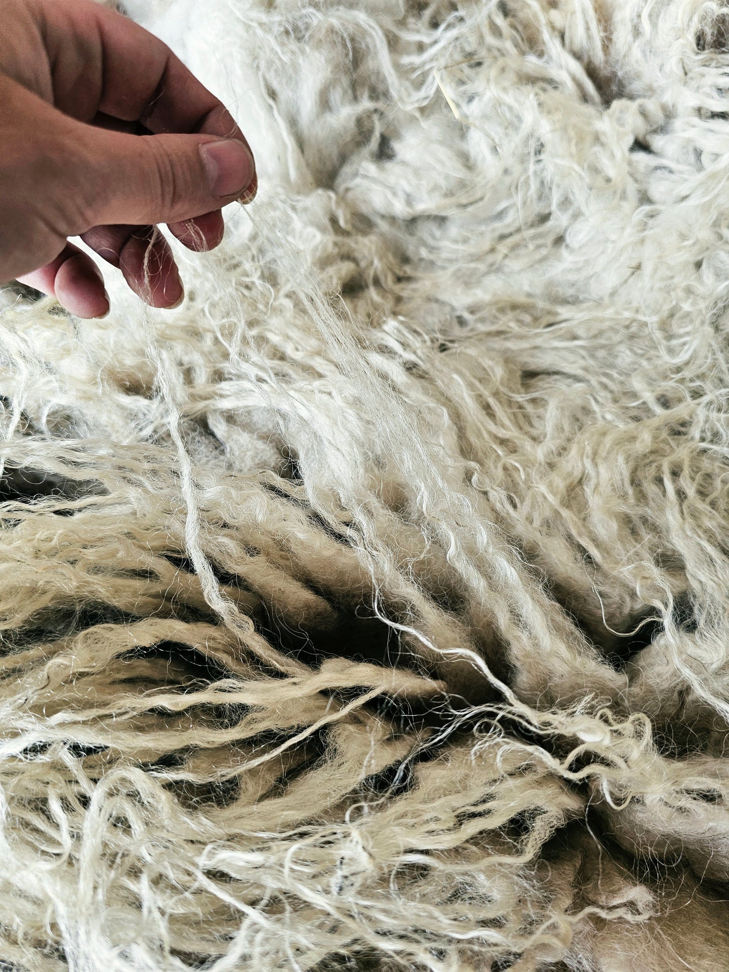 Valais Blacknose whole fleece (cotted) Raw