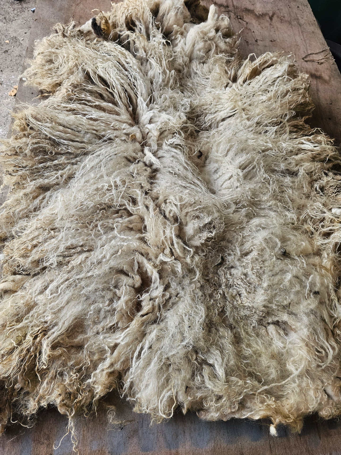 Valais Blacknose whole fleece (cotted) Raw