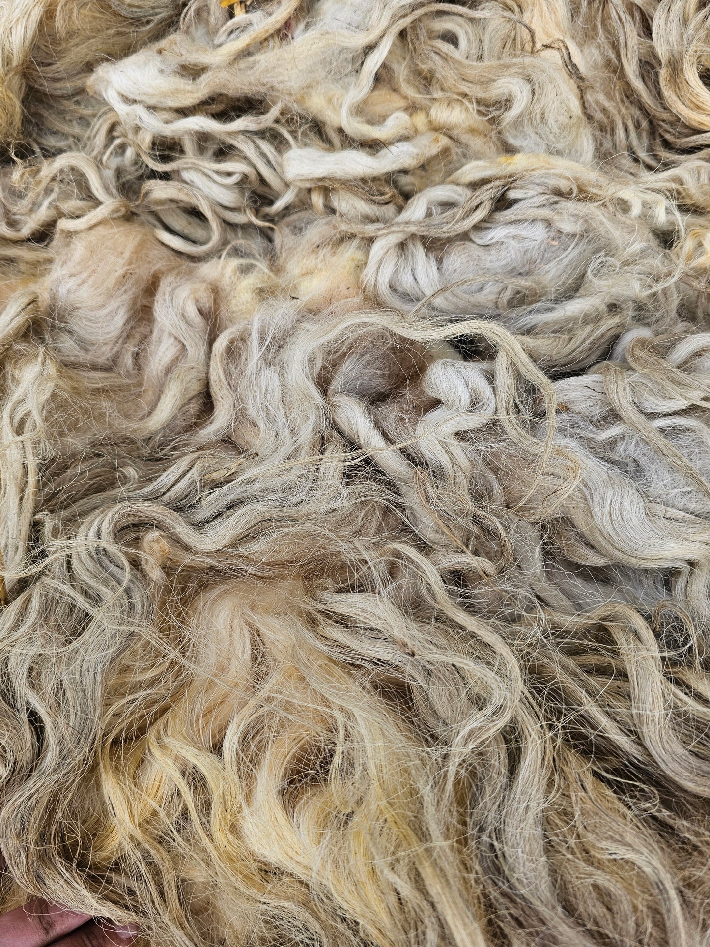 Dartmoor Whole Raw Sheeps wool fleece (Bahbra)
