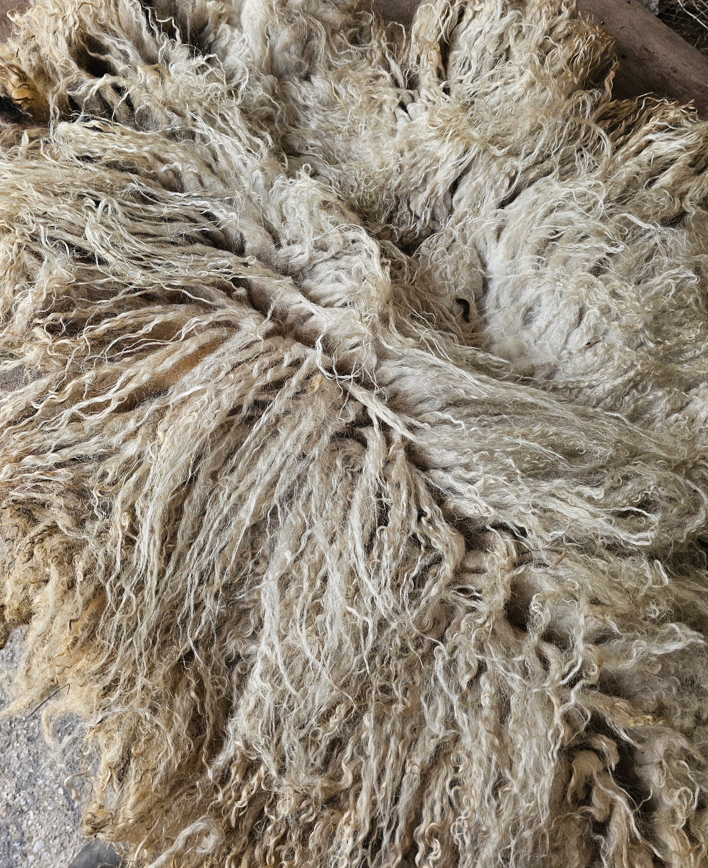 Valais Blacknose whole fleece (cotted) Raw