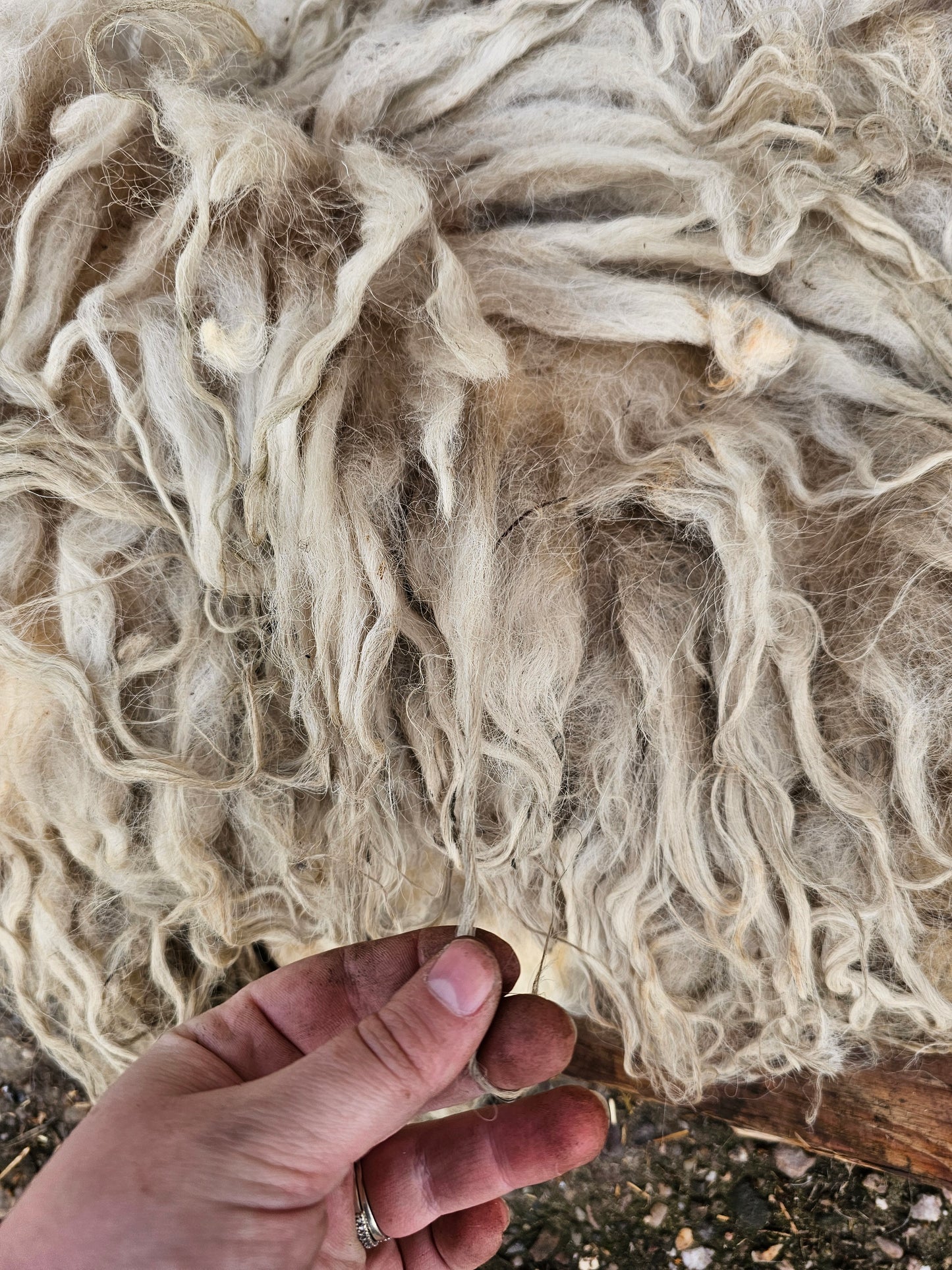 Valais Blacknose x Whole Raw Lambswool fleece (Miss Le-strange)