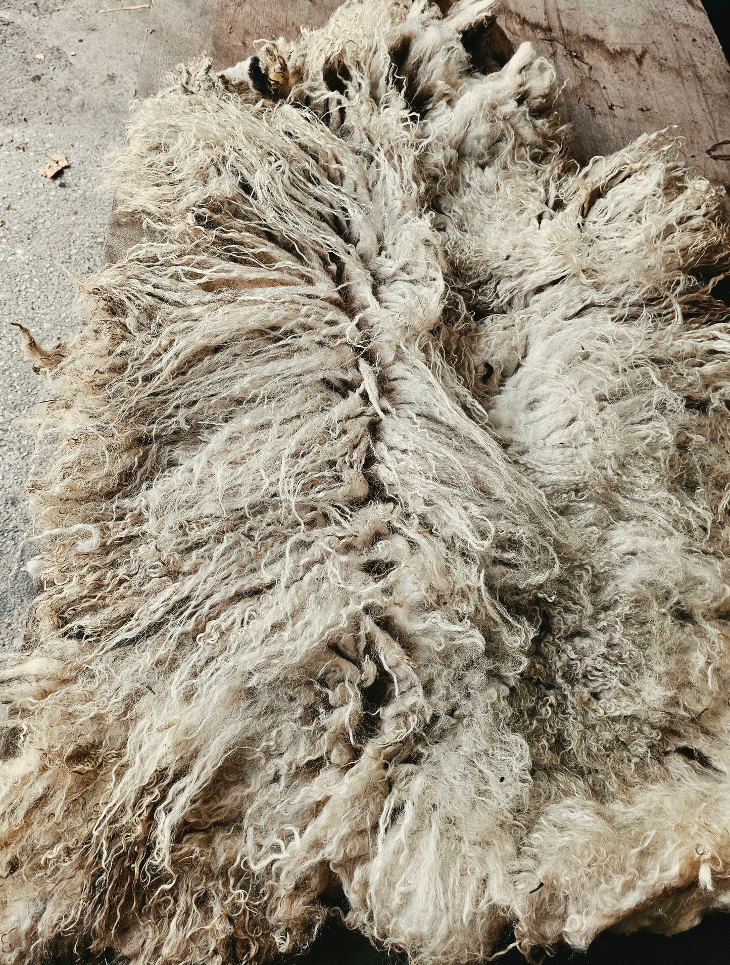 Valais Blacknose whole fleece (cotted) Raw