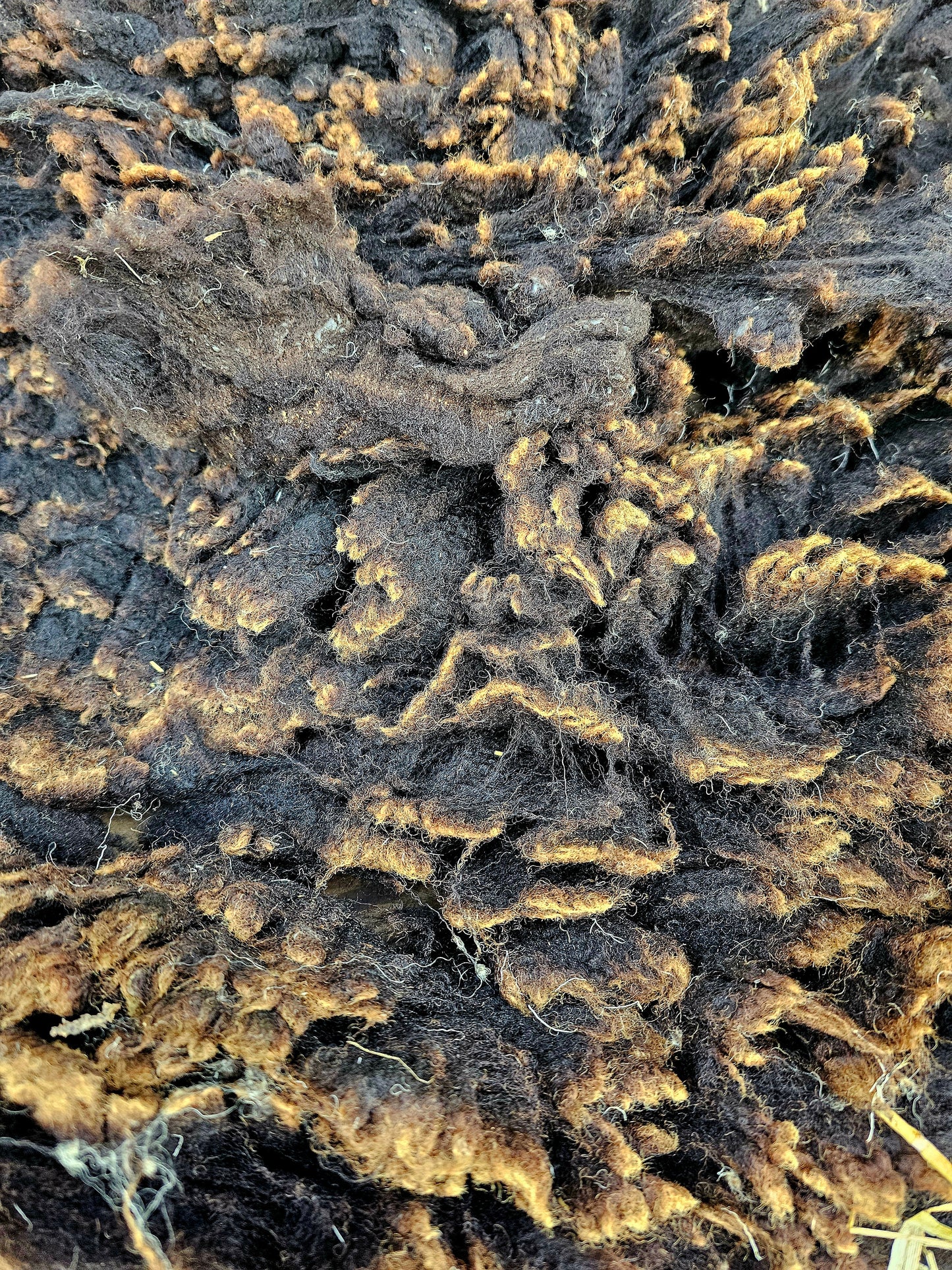 Zwartble Whole Raw Lambswool fleece (Baby Z)