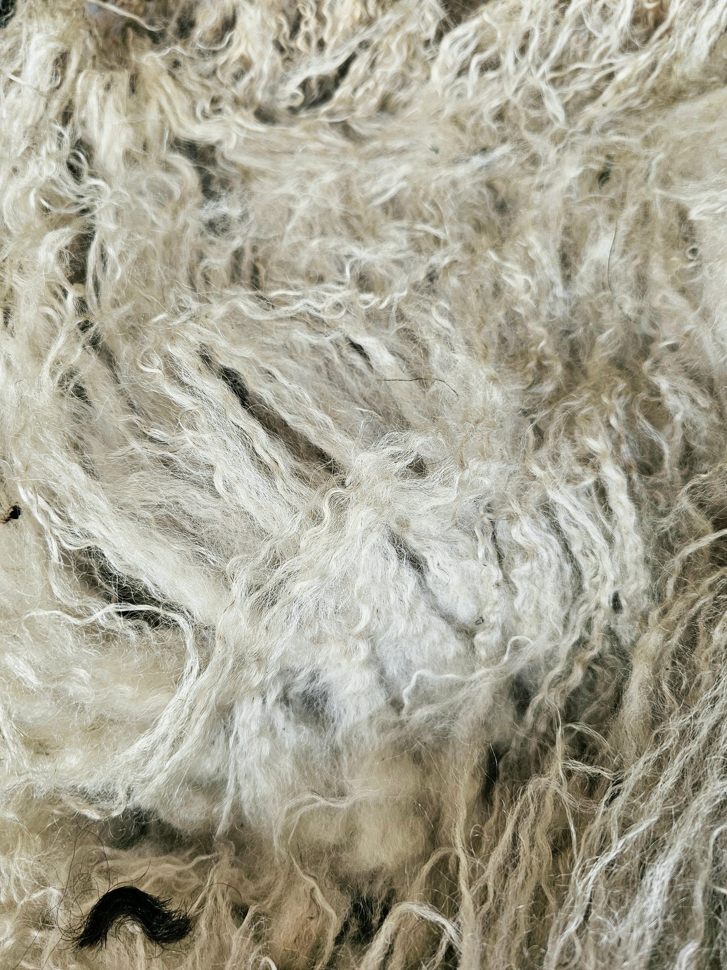 Valais Blacknose whole fleece (cotted) Raw