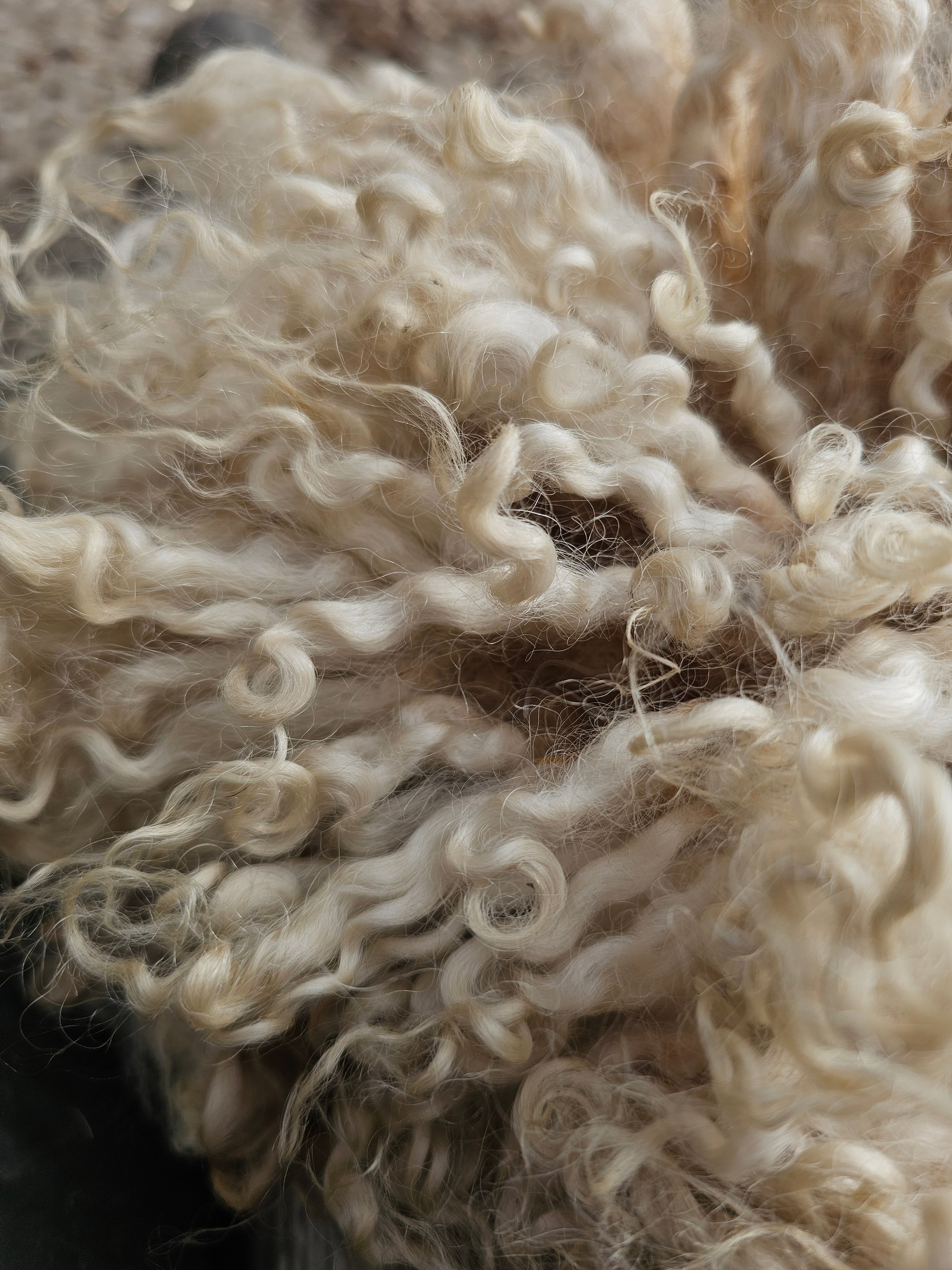 Raw unwashed Sheep's wool – Farm to Fibre