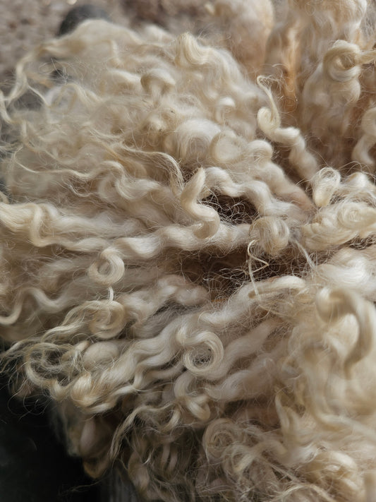Cotswold wool locks. Spinning, felting, dolls hair. (Raw wool/unwashed)