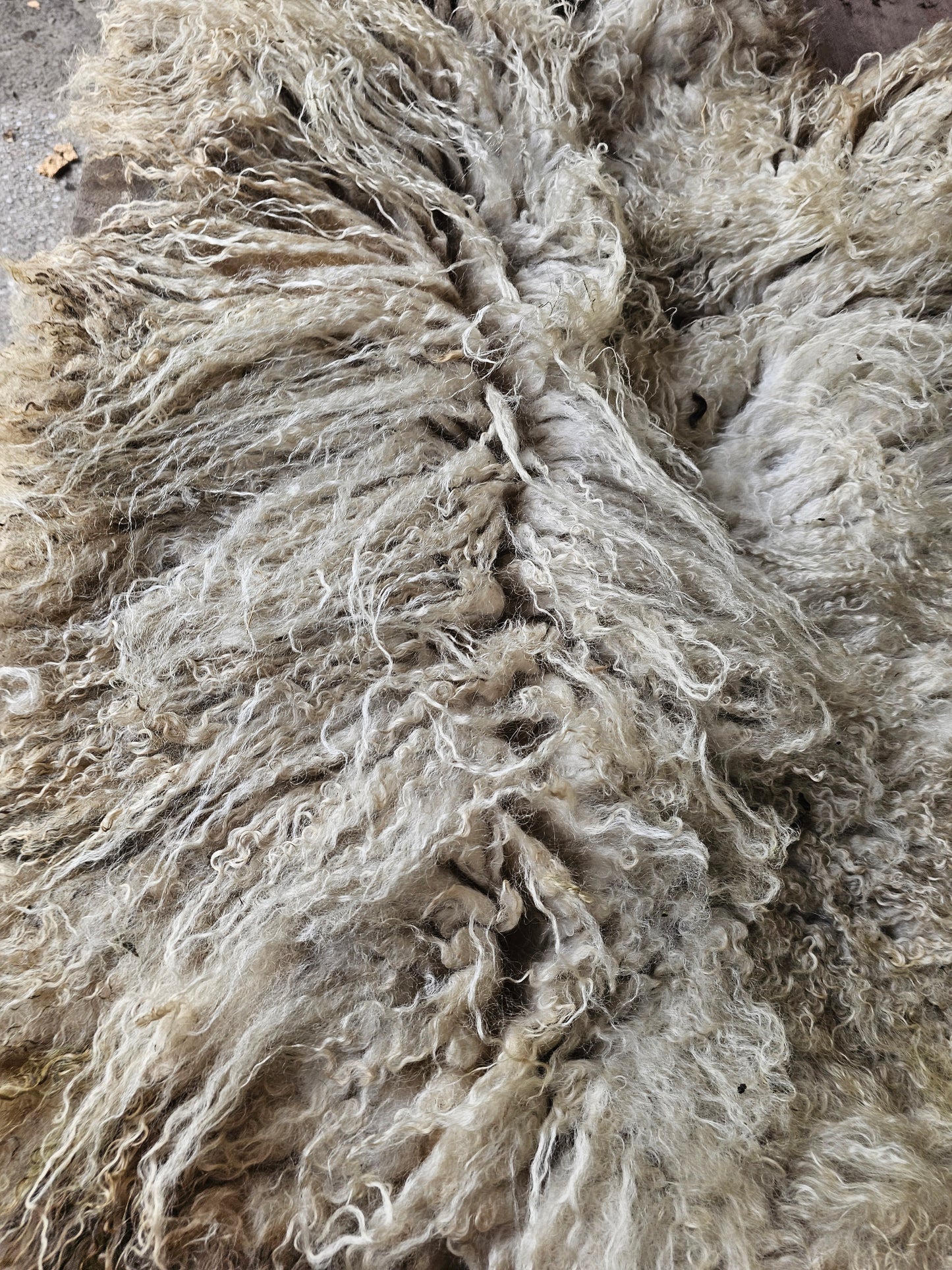 Valais Blacknose whole fleece (cotted) Raw