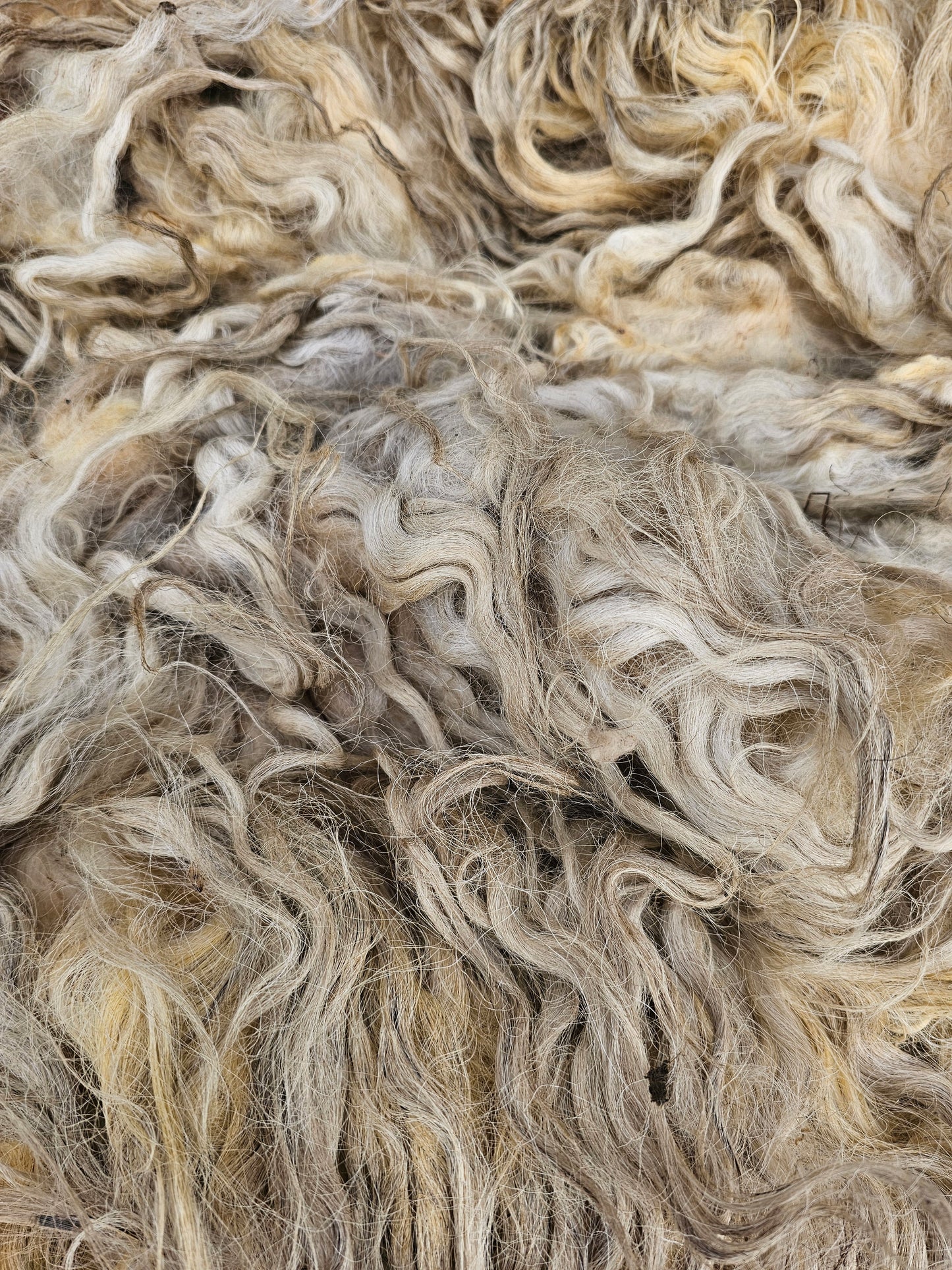Dartmoor Whole Raw Sheeps wool fleece (Bahbra)