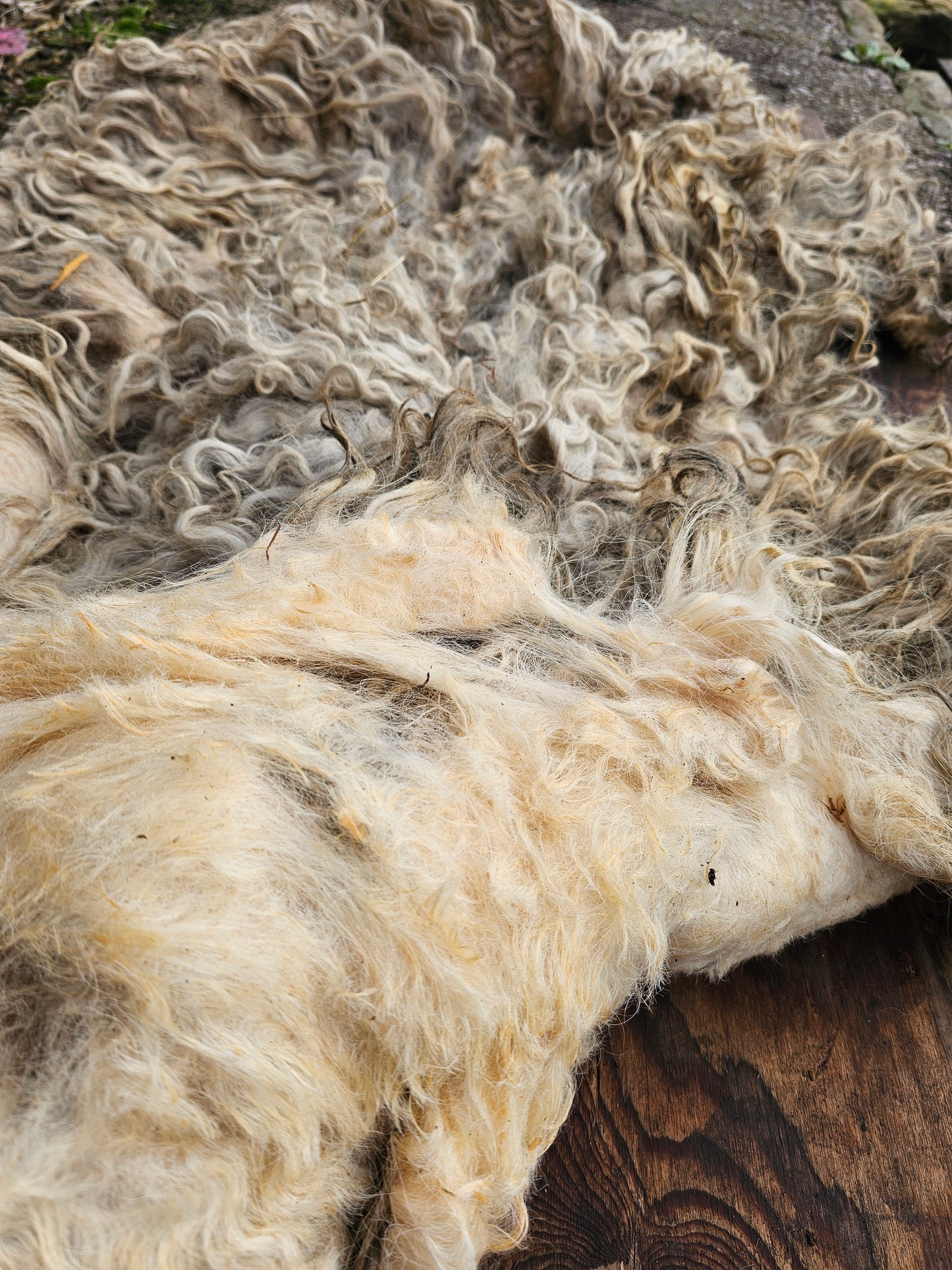 Greyfaced Dartmoor Whole Raw Lambswool fleece (Baby D)