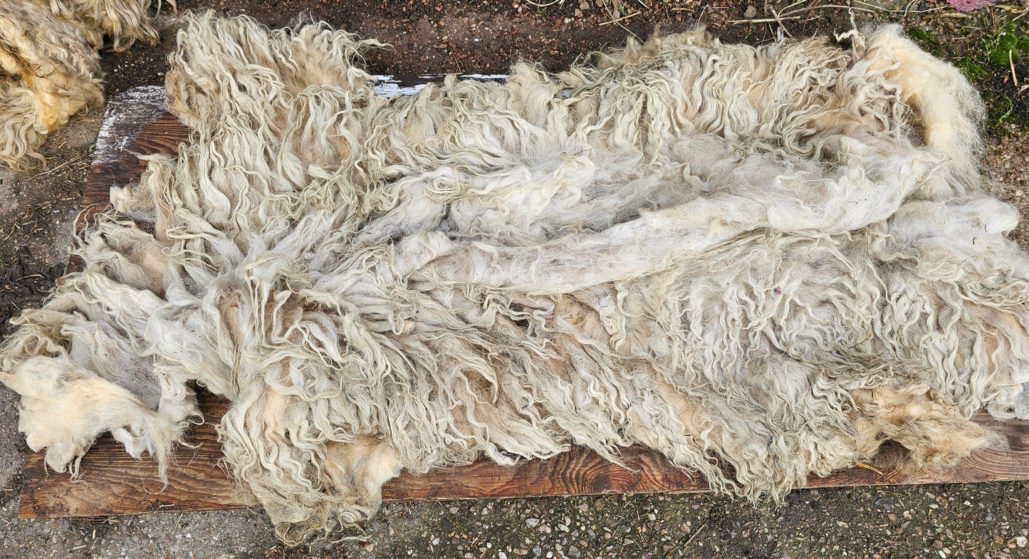 Valais Blacknose x Whole Raw Lambswool fleece (Miss Le-strange)