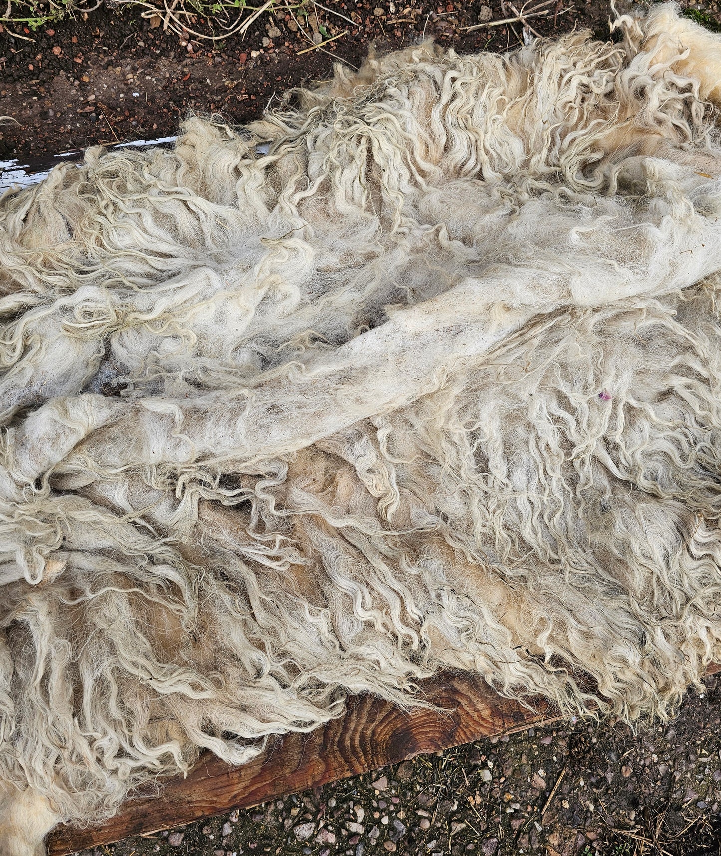 Valais Blacknose x Whole Raw Lambswool fleece (Miss Le-strange)