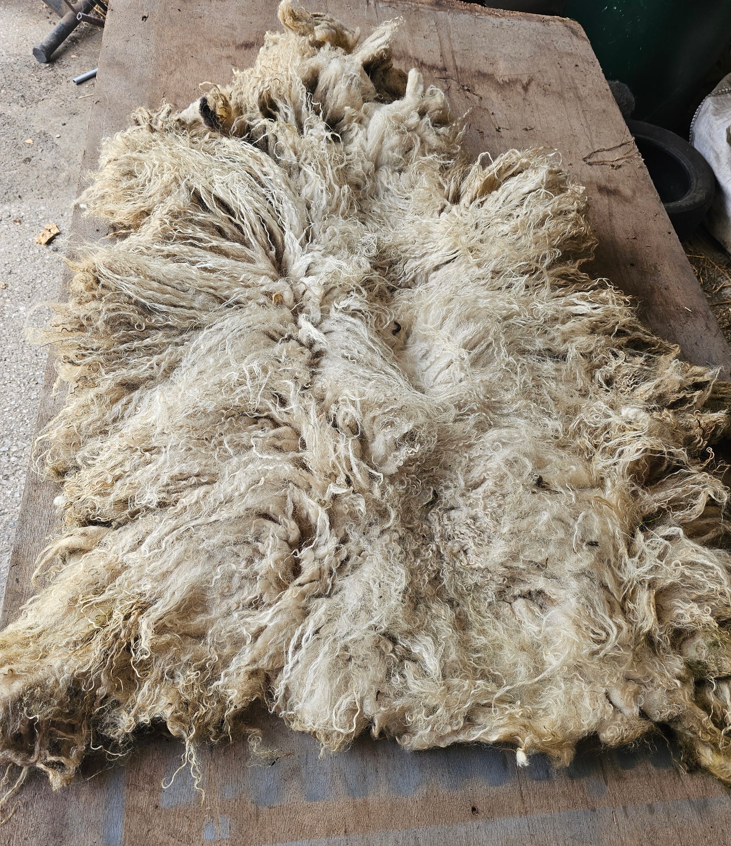 Valais Blacknose whole fleece (cotted) Raw
