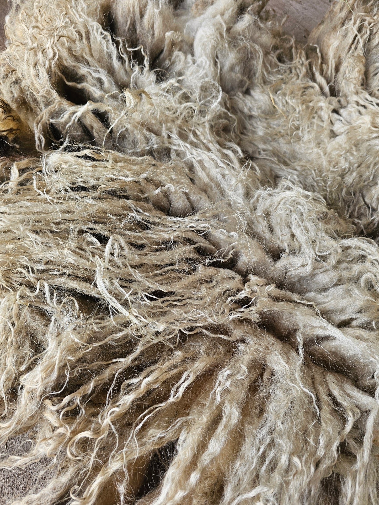 Valais Blacknose whole fleece (cotted) Raw