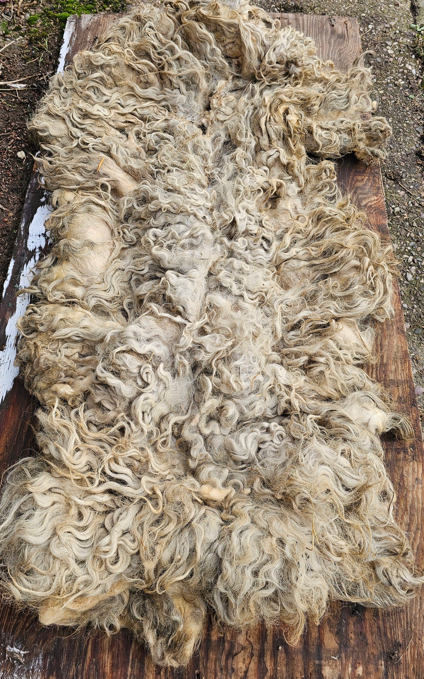 Greyfaced Dartmoor Whole Raw Lambswool fleece (Baby D)
