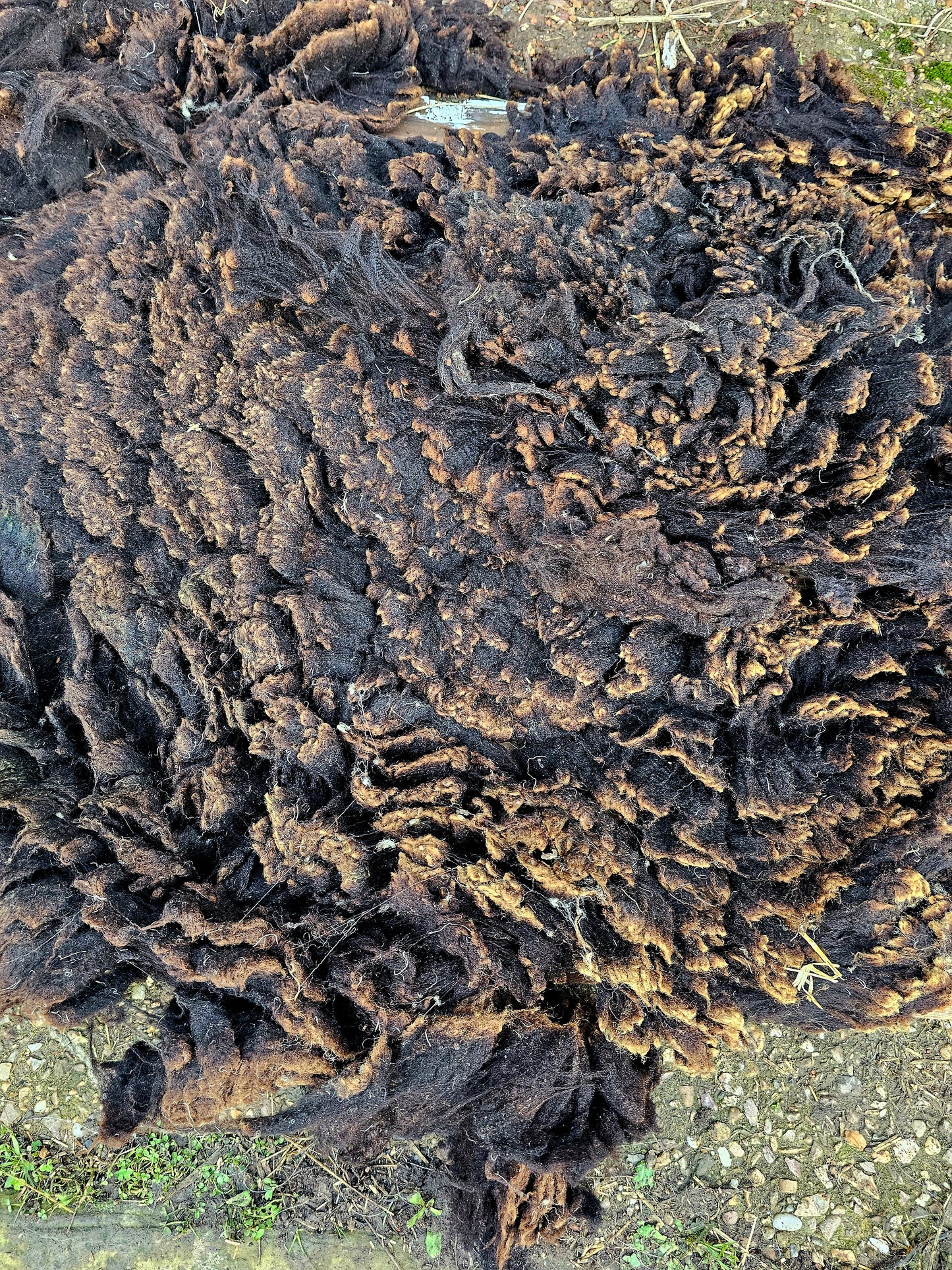 Zwartble Whole Raw Lambswool fleece (Baby Z)