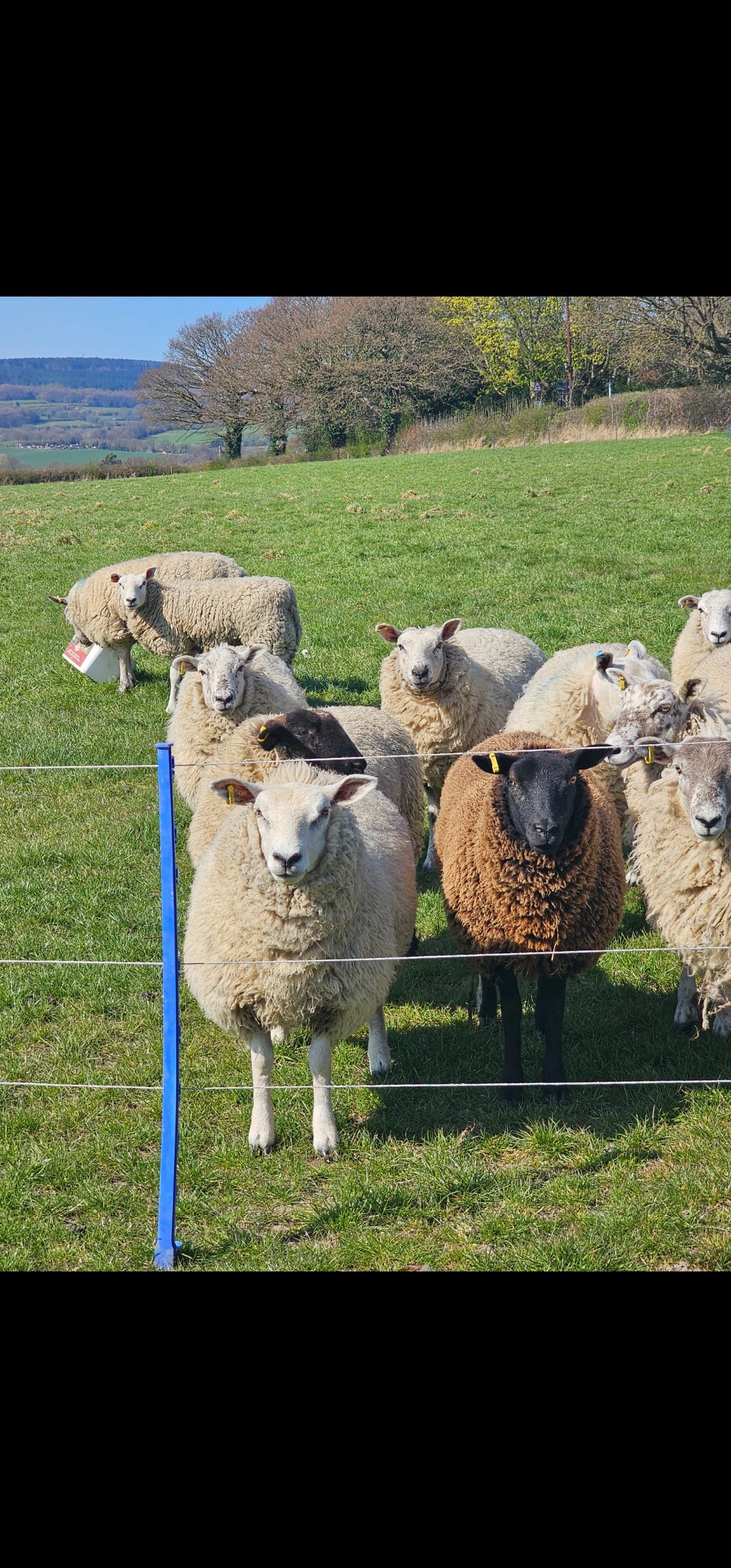 Zwartble x Whole Raw Lambswool fleece