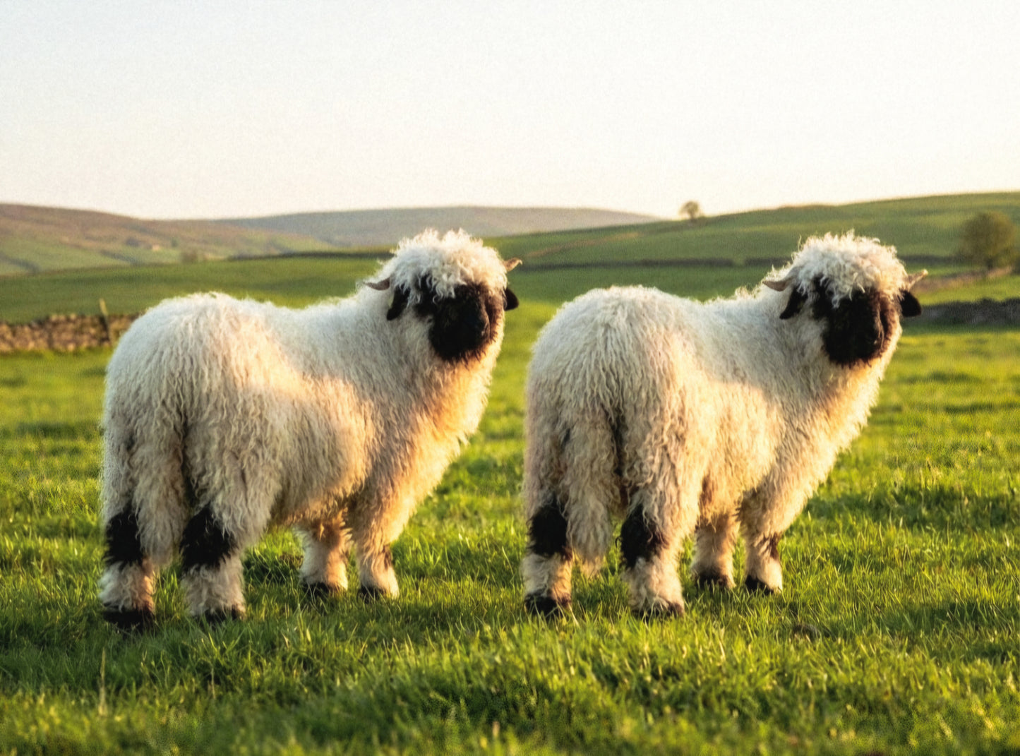 Valais Blacknose whole fleece (cotted) Raw