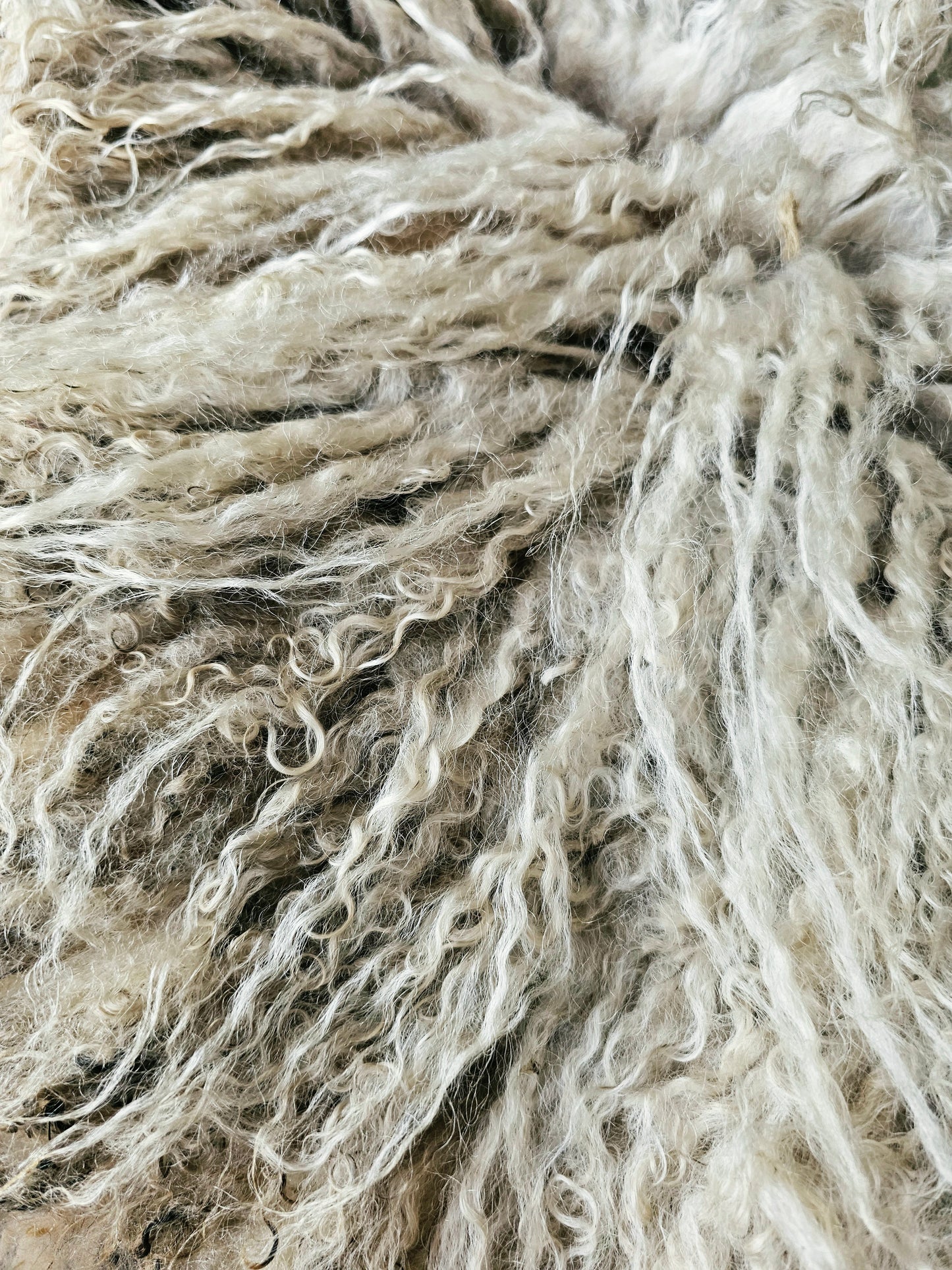 Valais Blacknose whole fleece (cotted) Raw