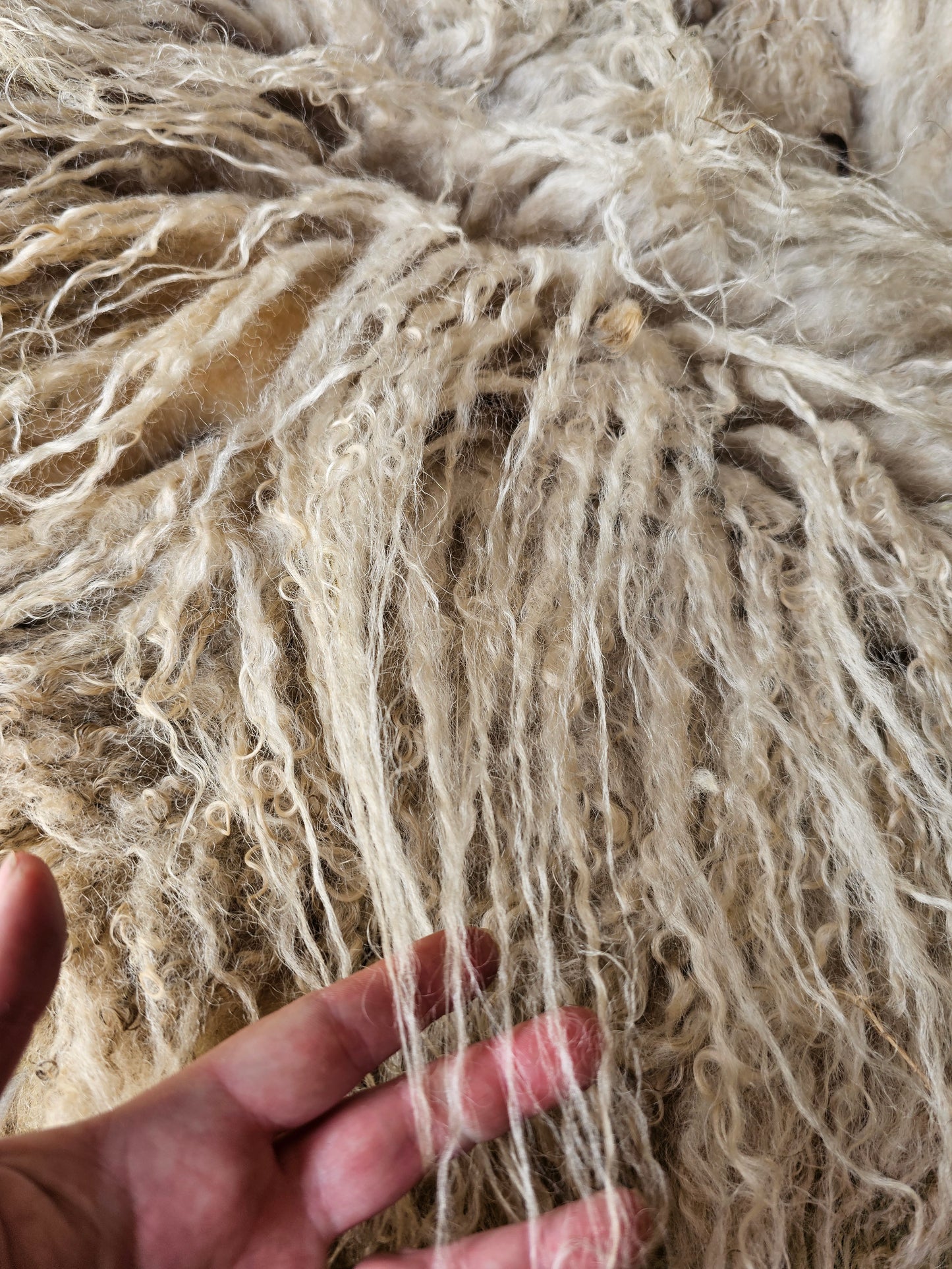 Valais Blacknose whole fleece (cotted) Raw