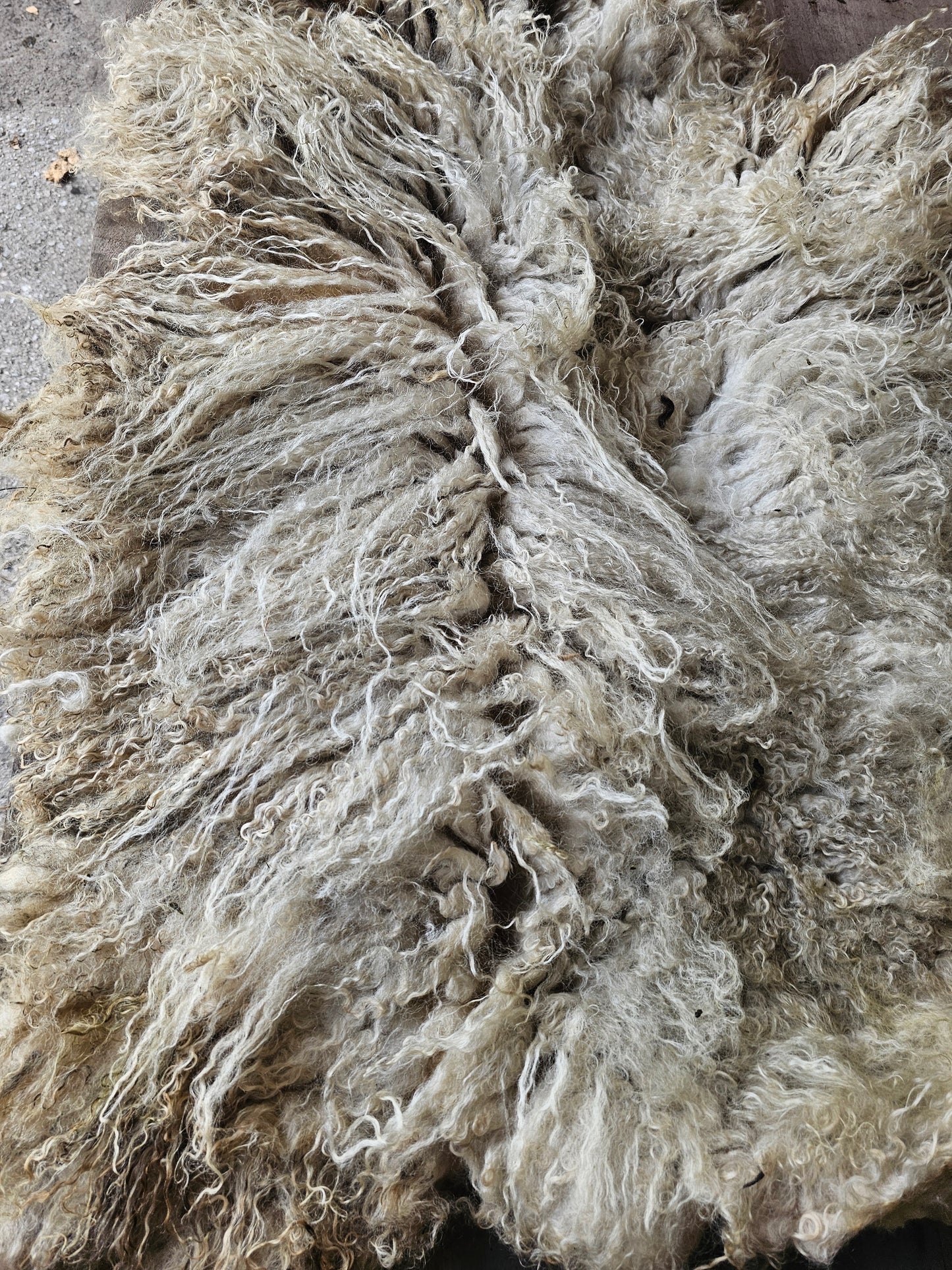 Valais Blacknose whole fleece (cotted) Raw